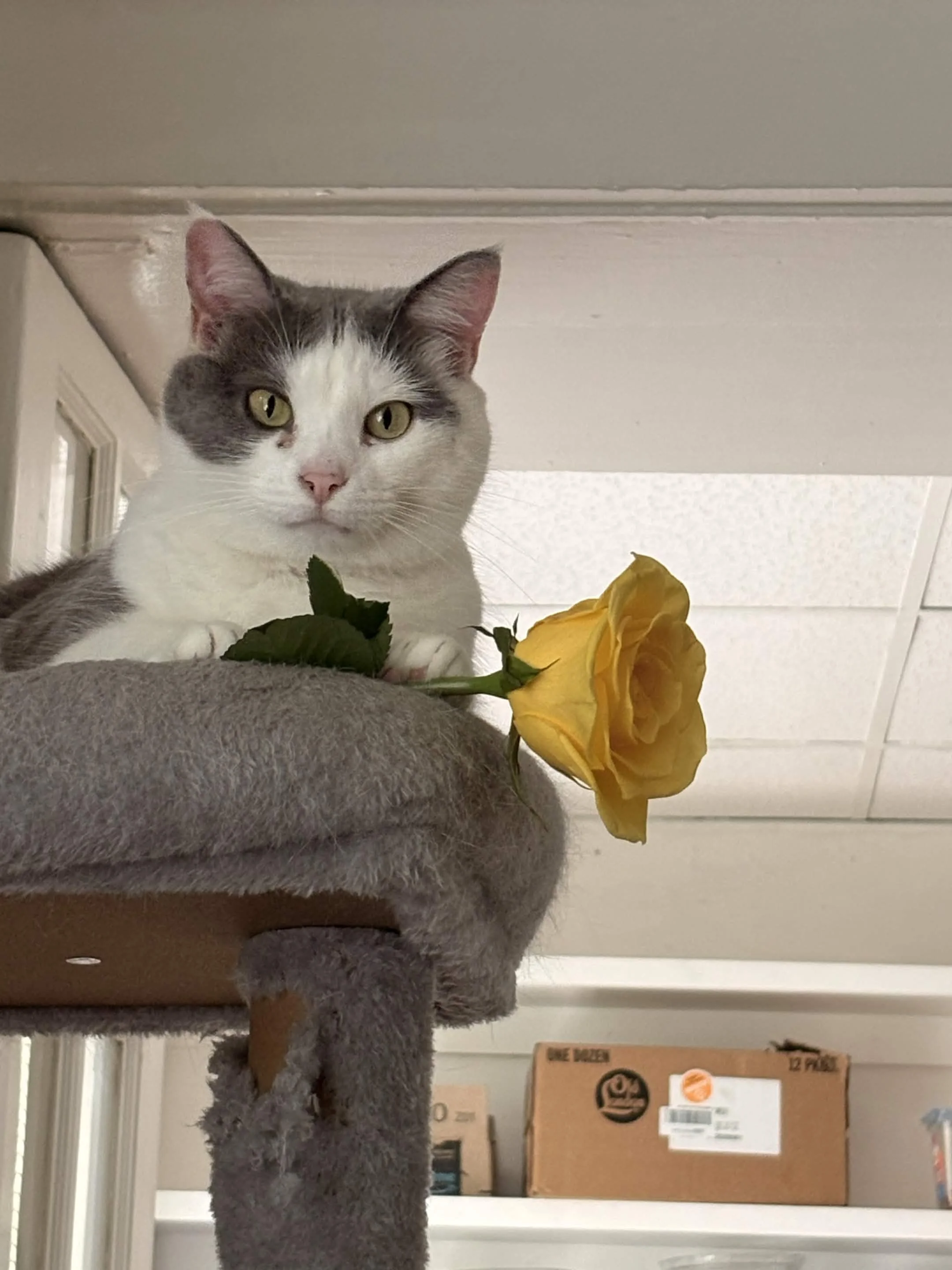 But shes still my beautiful princess baby jimmy davis cat 