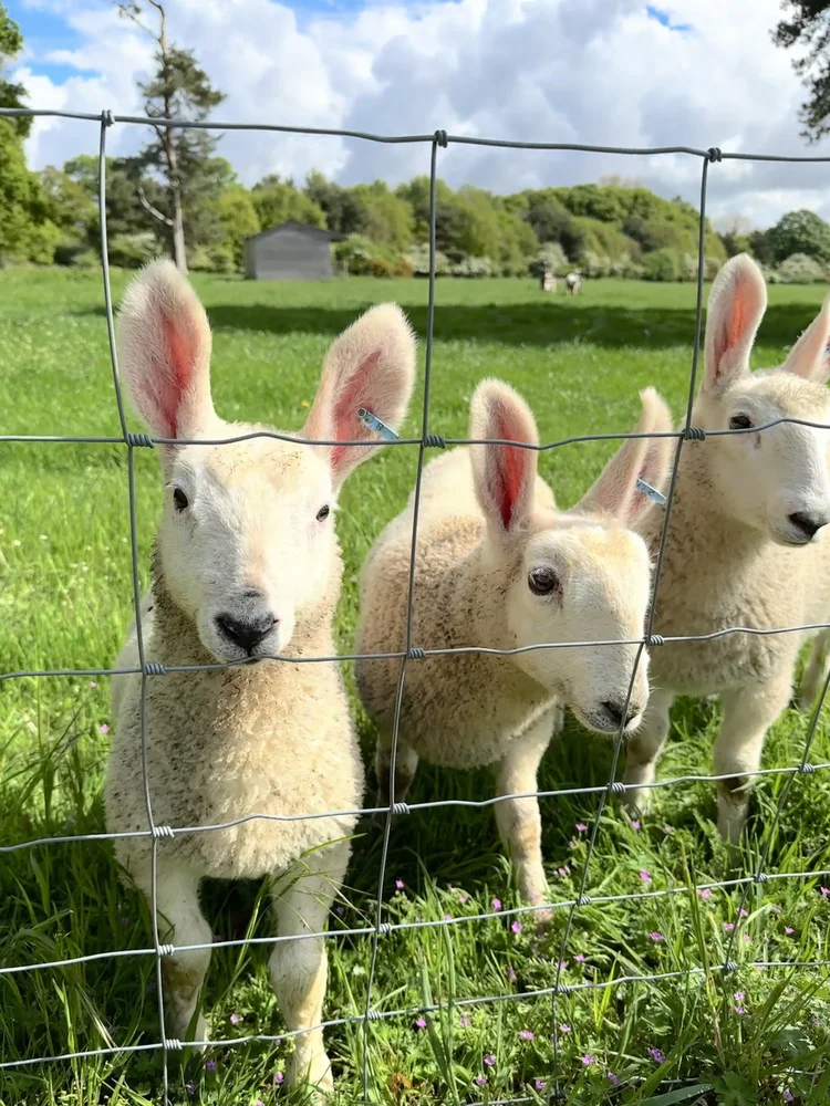 About the border leicester beachamwell sheep