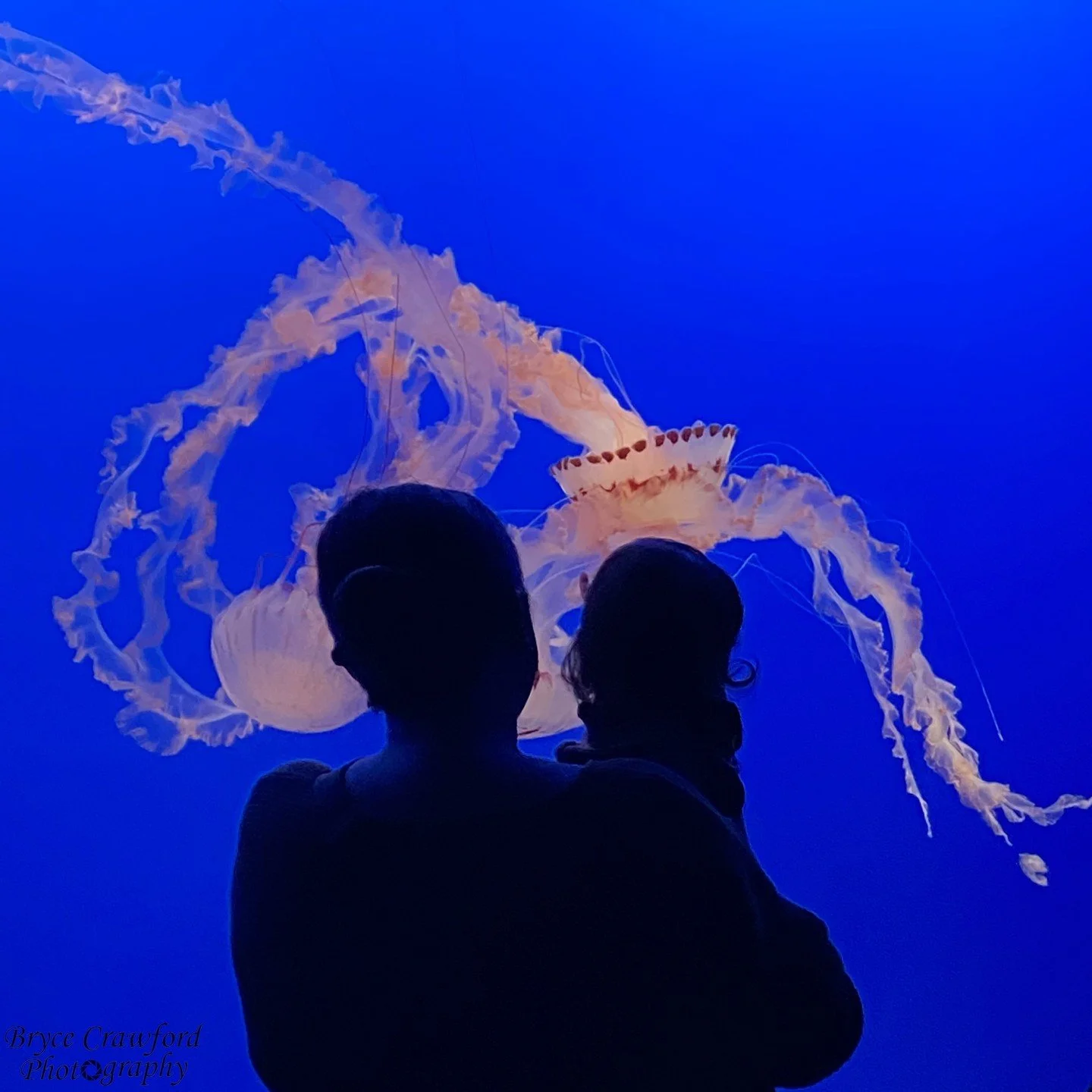 A matriarch and her junior observe a sea nettle jellyfish at the aquarium. 
.
.
.
.
.
.
As the jellyfish flows freely, so too do the hordes of budding minds run amok around the aquarium. The little ones, with their interests piqued as they absorb wha