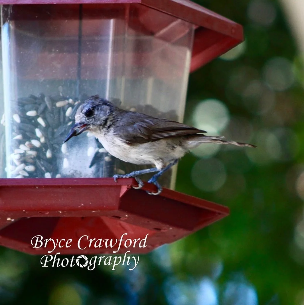 Mid-day snack for a tit&hellip;
.
.
.
.
.
.
During the heat of the day this titmouse picks up a sunflower seed and chows down. Its melodic chirps fill the air as the bird feeder it perched on sways to and fro in the wind. After cracking the sunflower