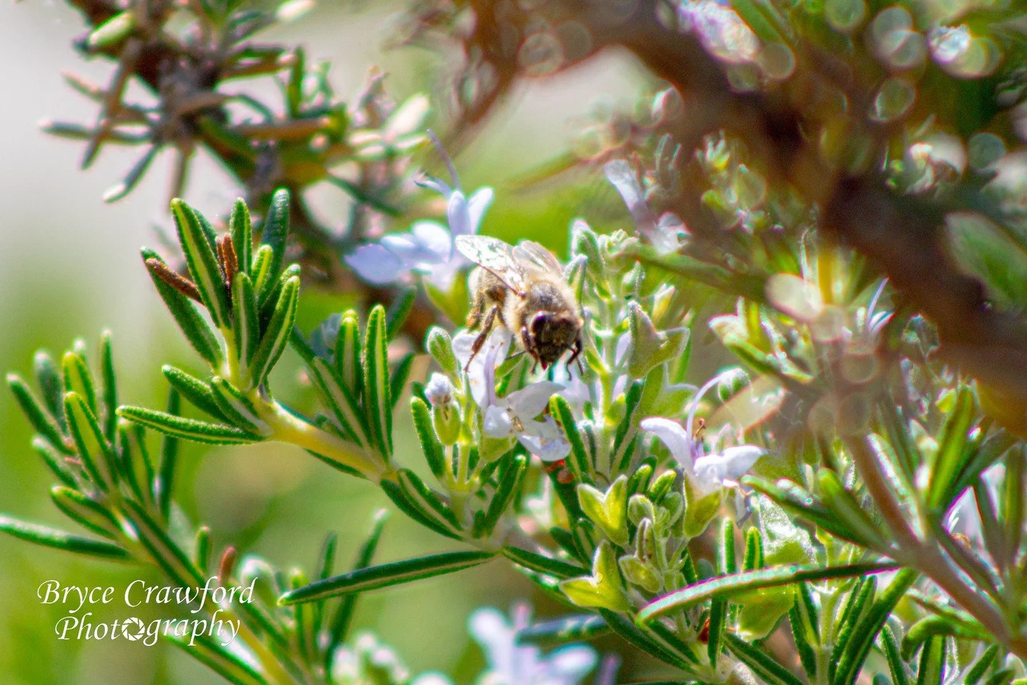 What does a bee do when it's not busy working?
.
.
.
.
.
This female worker bee gathers pollen from the flowers of my rosemary bush while simultaneously escaping the summer heat. The worker bee cannot reproduce, and is set to one task and one task on