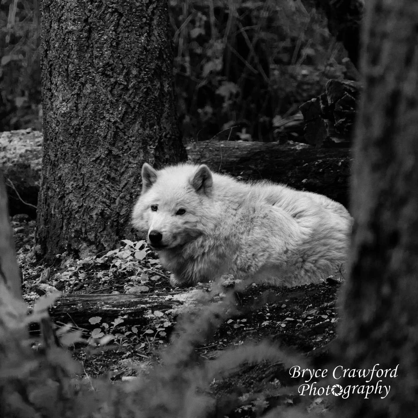 This Grey Wolf, with bright white fur, looks on complacently as I huddle into the trees to get 17 blurry photos and 1 crisp expression of the moment. It is unphased as it belongs to an amalgam of around 216 wolves in Washington. To its south, Oregon 