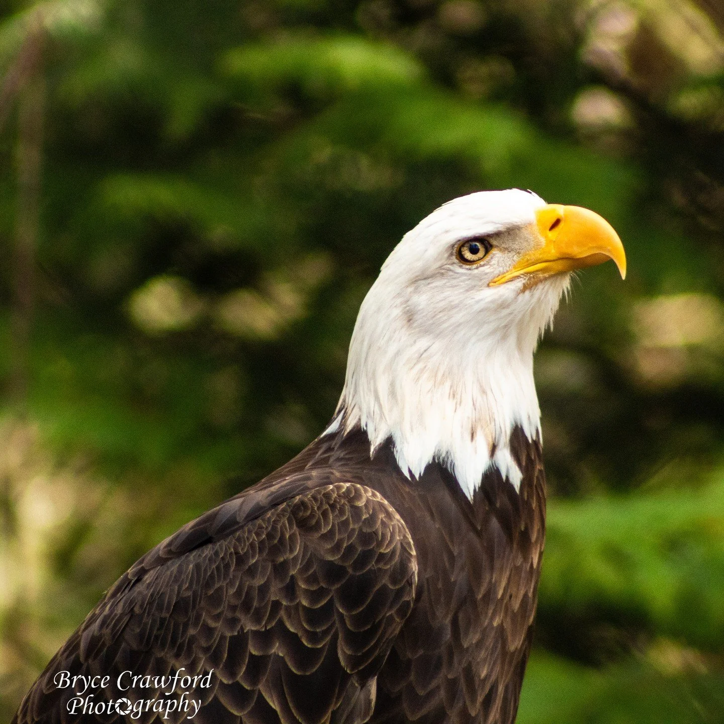 Truly breathtaking to behold the majesty that is the Bald Eagle. Makes sense why it is the national bird of the USA and found on our seal. 
.
.
.
@canonusa @philadelphiaeagles @nationalparkservice @screamingeagle