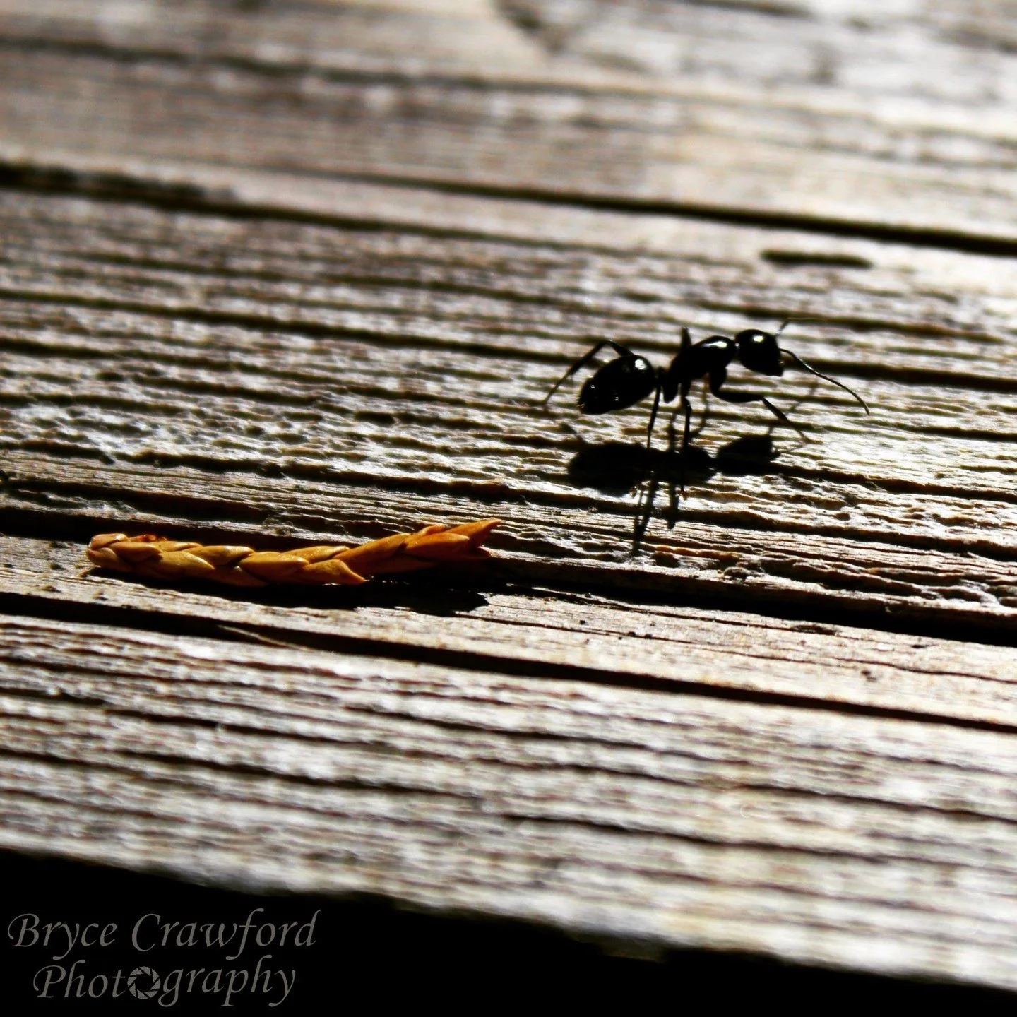 "From a small seed a mighty trunk may grow" - Aeschylus
.
.
.
A large carpenter ant scurries over wooden railing next to part of a branchlet from an old Seqouia redwood tree. 
@nationalparkservice @seqouianationalforest @antmanofficial @ali