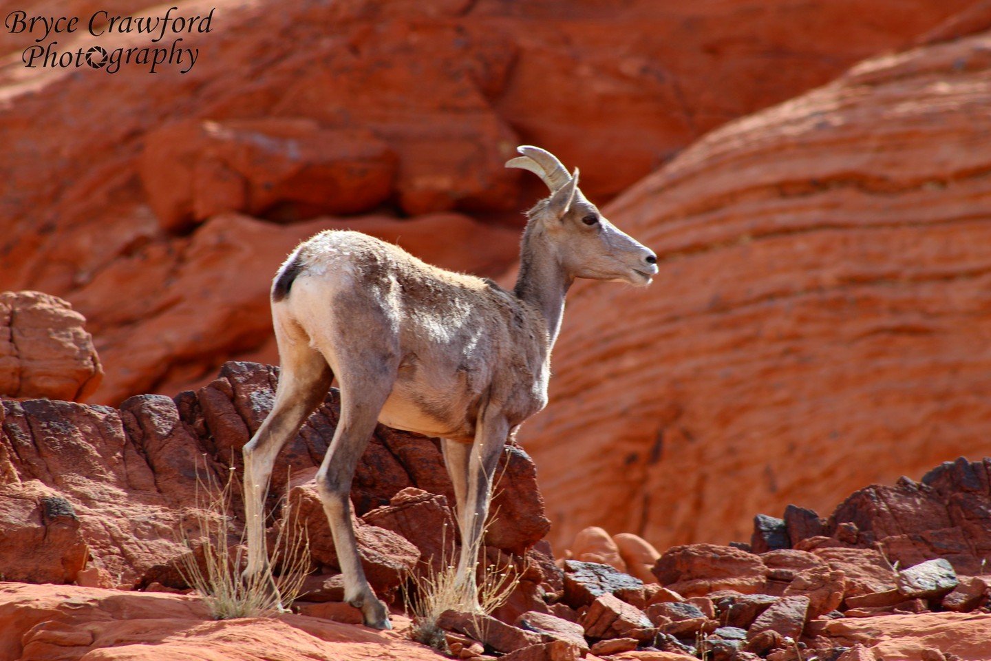 A big horn sheep ewe contemplates what to eat after a short-lived rainstorm at Valley of Fire State Park outside of Las Vegas.
.
.
.
@travelnevada @nvstateparks @natgeotravel @wildlife.safari