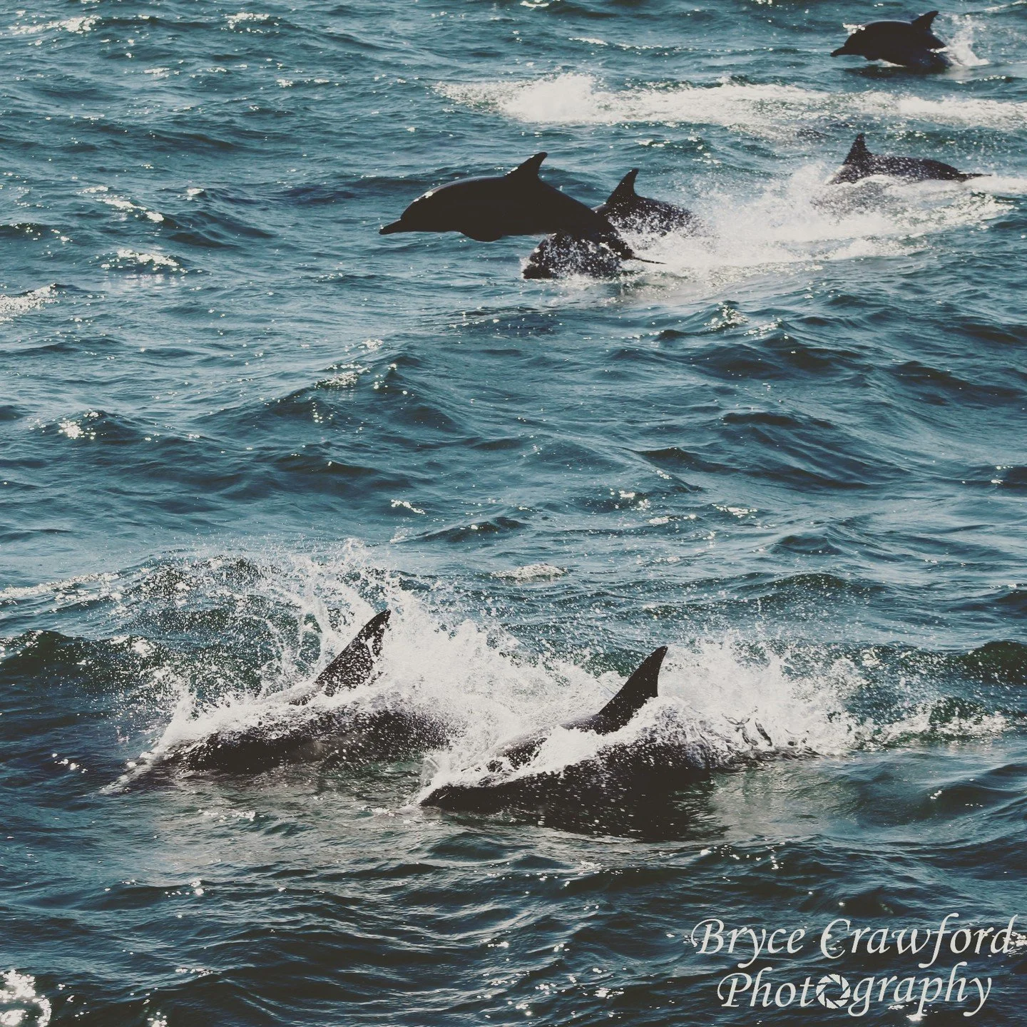 Here a pod of Delphinus delphis, or short-beaked common dolphin, creates merriment upon the charter boat taken to see the wonders of Channel Islands National Park. 
.
.
.
@channelislandsnps @nationalparkservice @natgeotravel @onlyinsoutherncalifornia