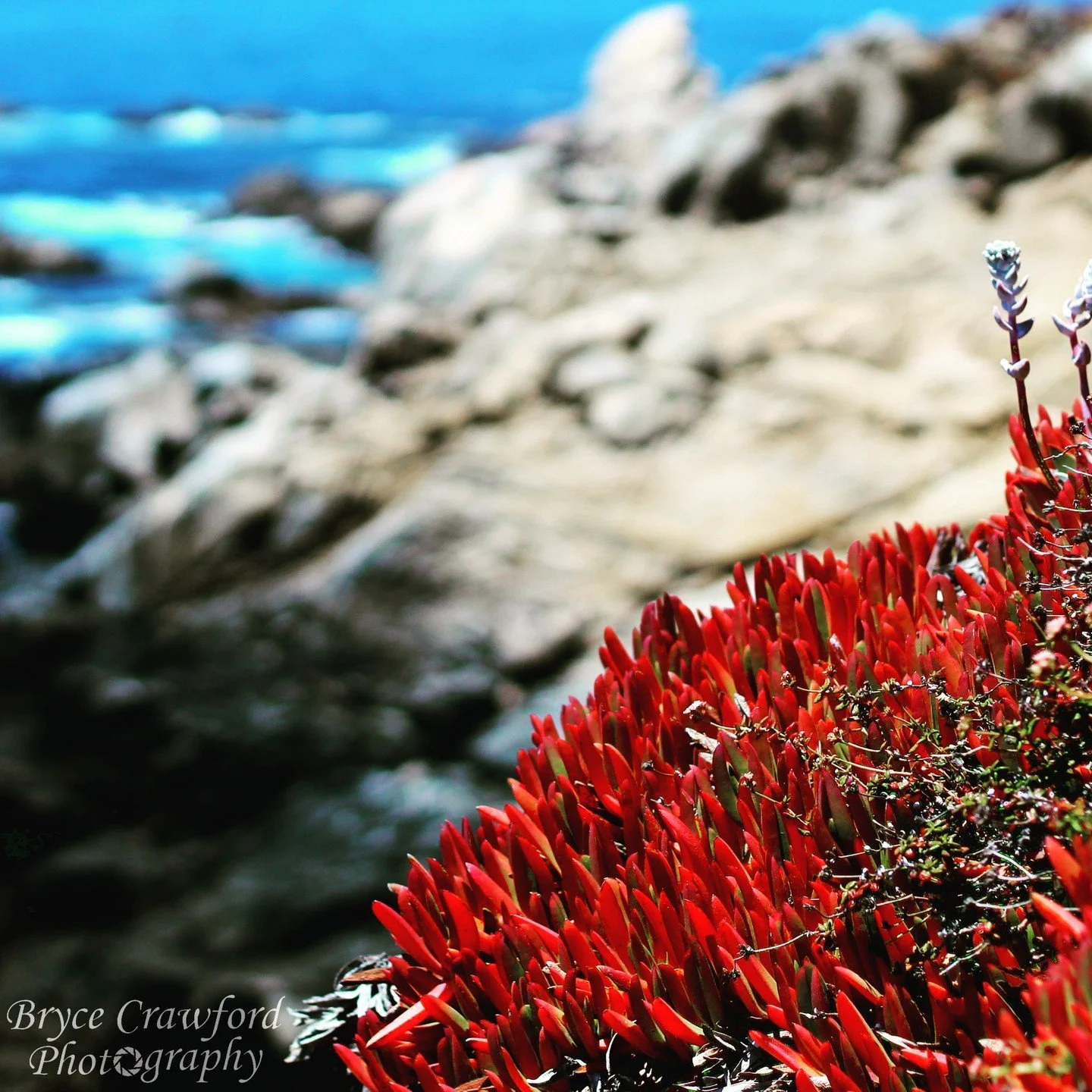 Carpobrotus edulis, an invasive ice plant found on the coastline of California. It was planted in the 1900's to prevent coastal erosion, but unfortunately it has only sped up erosion due to its shallow root system and heavy water-laden foliage. Its b