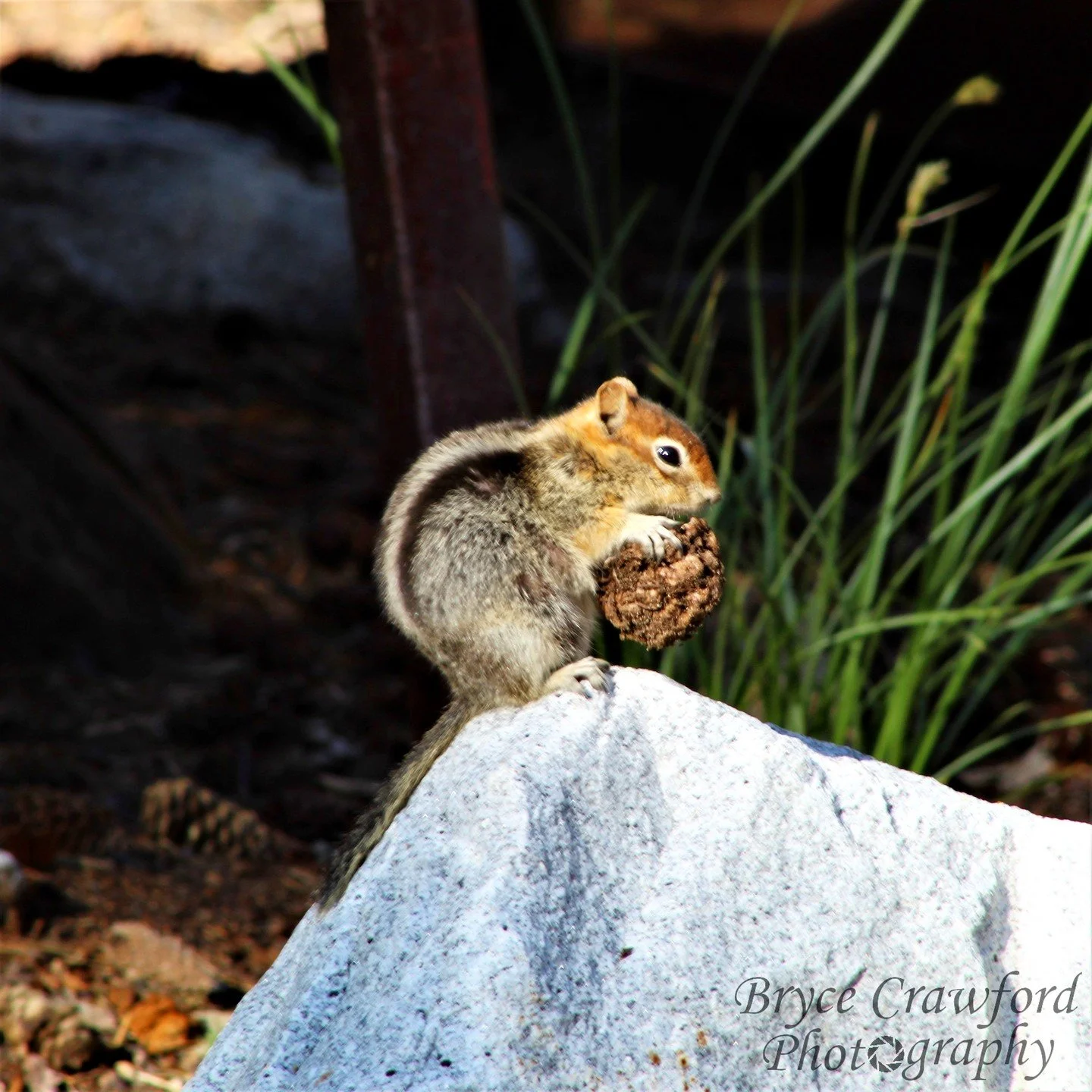 After the last of the nuts and acorns hidden away for spring snacking, this golden-mantled ground squirrel has taken a liking to a pine cone, revealing its tender core and nutritious seed flesh.
.
.
.
#yosemite #tuolomne #squirrel #pinecone #summer @