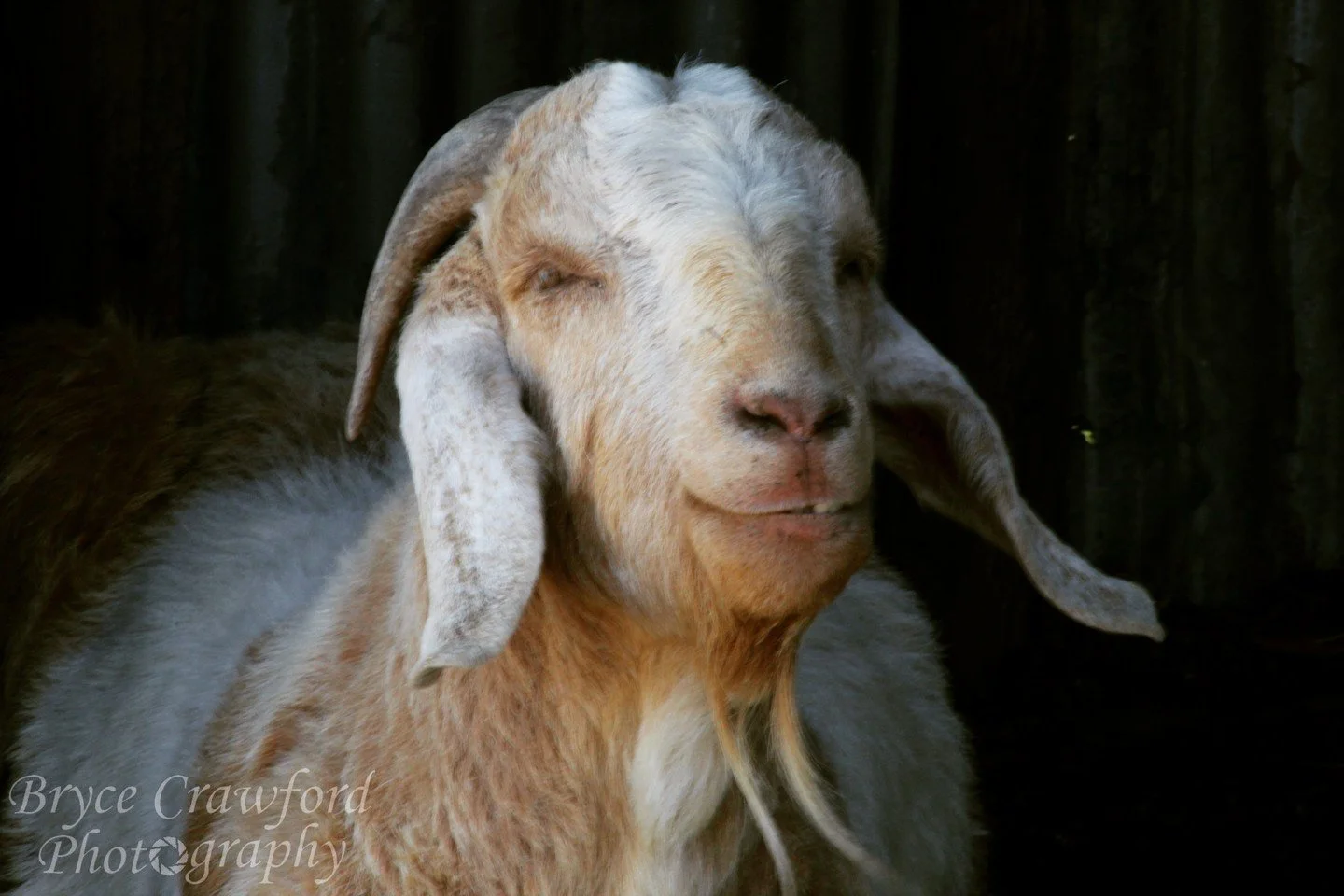 Say "bah bah" to the blues, baby...
.
.
.
@canonusa @farmaid @goat @tombrady #🐐