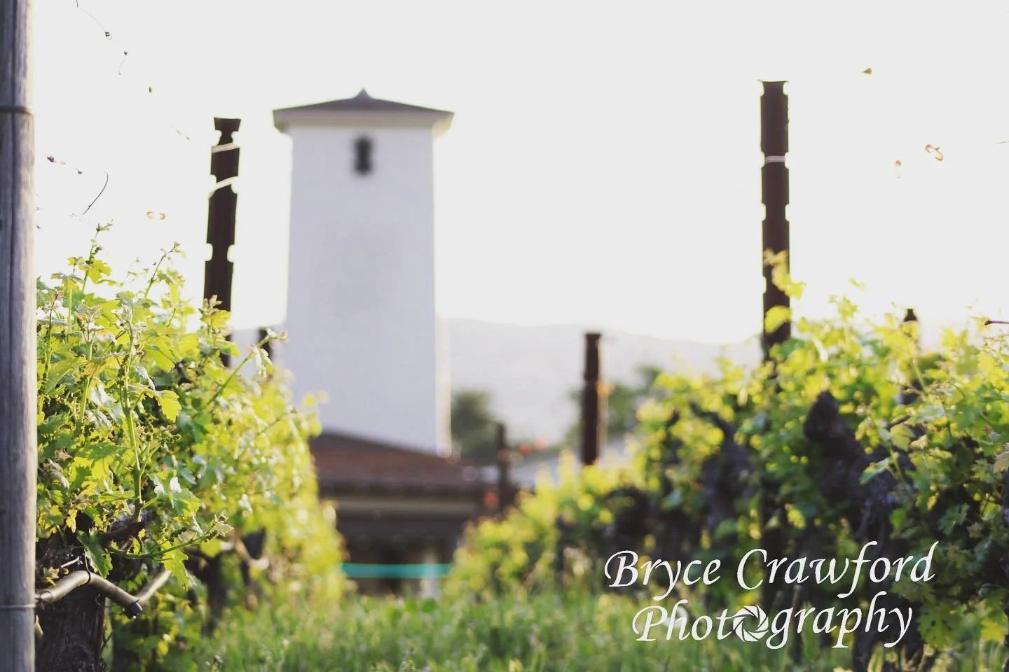 Playing in the vineyard.
.
.
.
@visitnapavalley @canonusa @robertmondavi