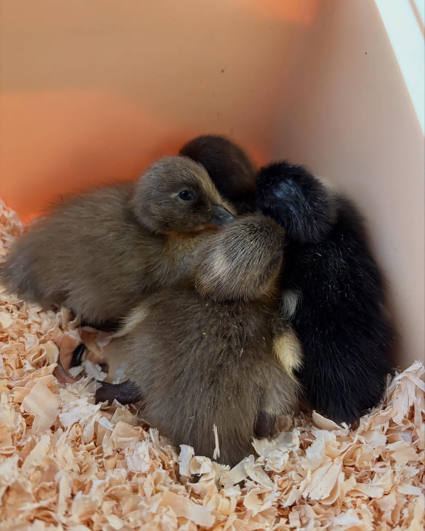 We were overjoyed to have 4 adorable ducklings join our classroom this last week 🐥The children were able to hold them, watch them swim and splash, and see how fast they grew! After some thoughtful (and very cute) observations, our furry friends were
