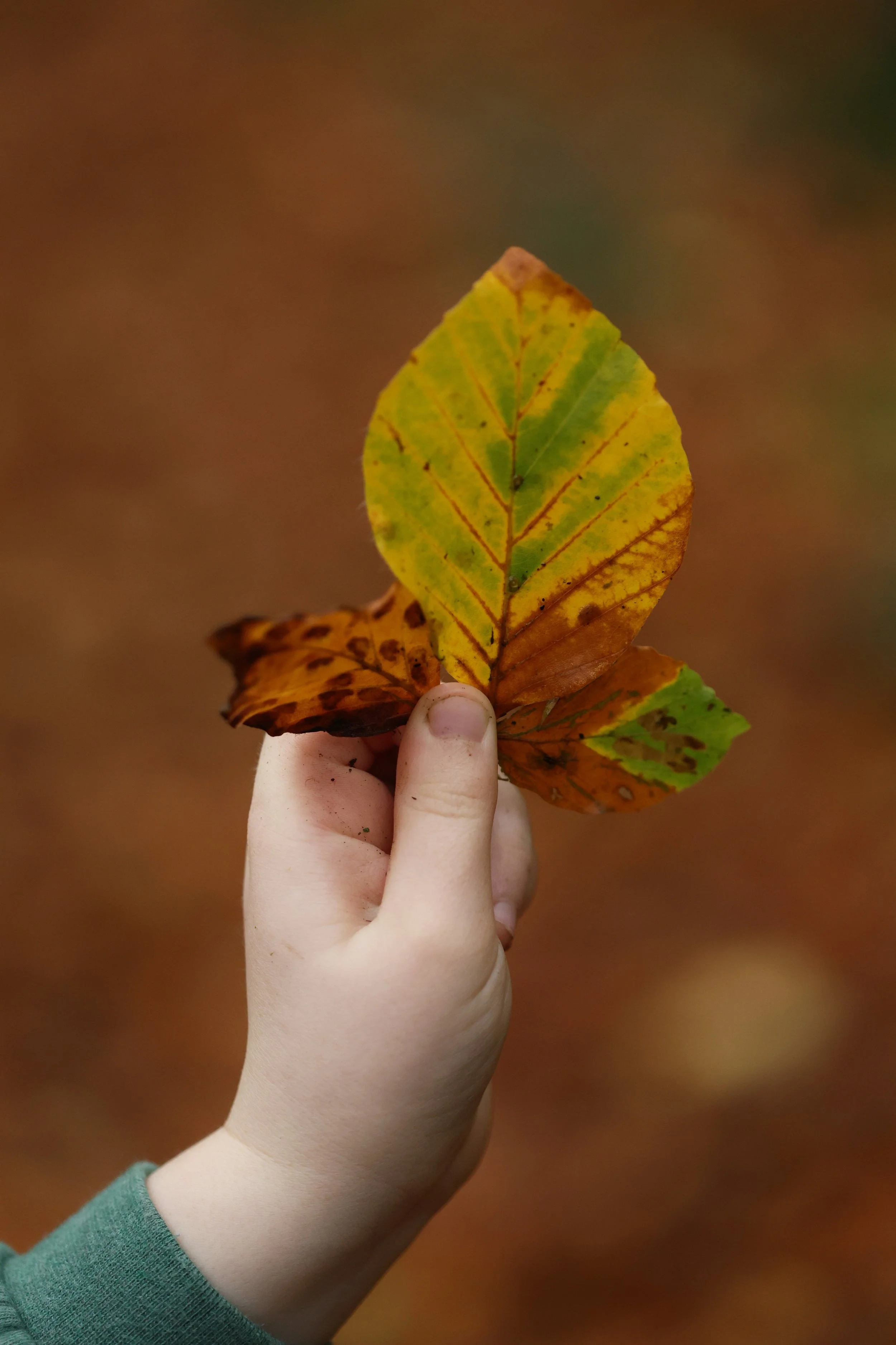 Sunday Squirrels Club 10am - 11am 29th March (Age 1-5yrs) Family of up to 4