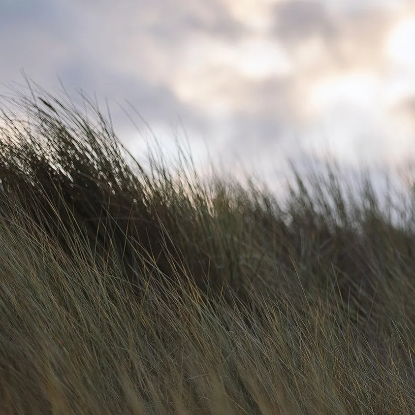 #bamburghcastlebeach #bamburgh #ilovebamburgh #northumberland #sandunes #beach #beachgrass