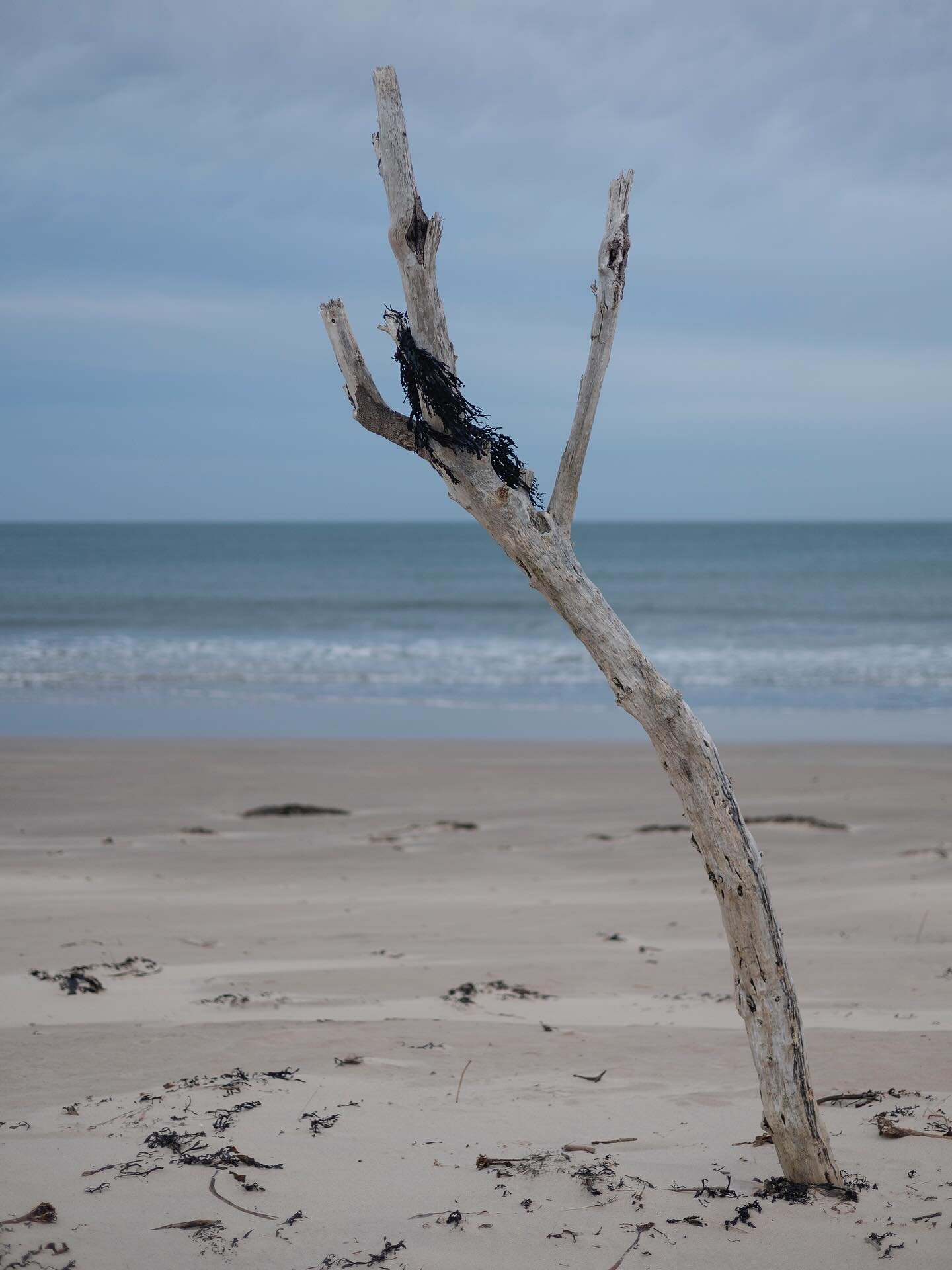 #beach #bamburghbeach #bamburghbeachwalks #tree #seaweed #ocean #seaside #northumberland