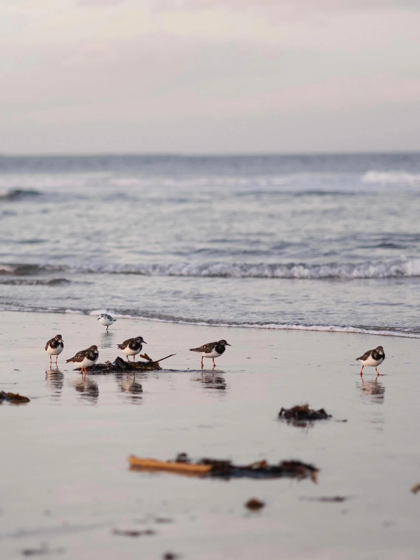#bamburghbeach #bamburgh #northumberland #visitnorthumberland #beach #beachlife #seabirds
