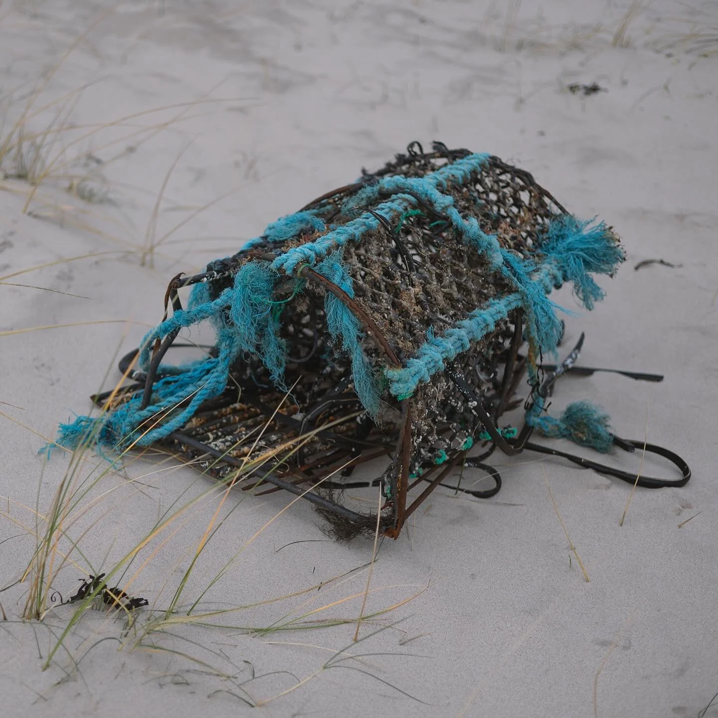 #bamburgh #bamburghbeach #bamburghbeachwalks #dawn #beachatdawn #wintersdawn #travelphotography #lobsterpot #beachgrass