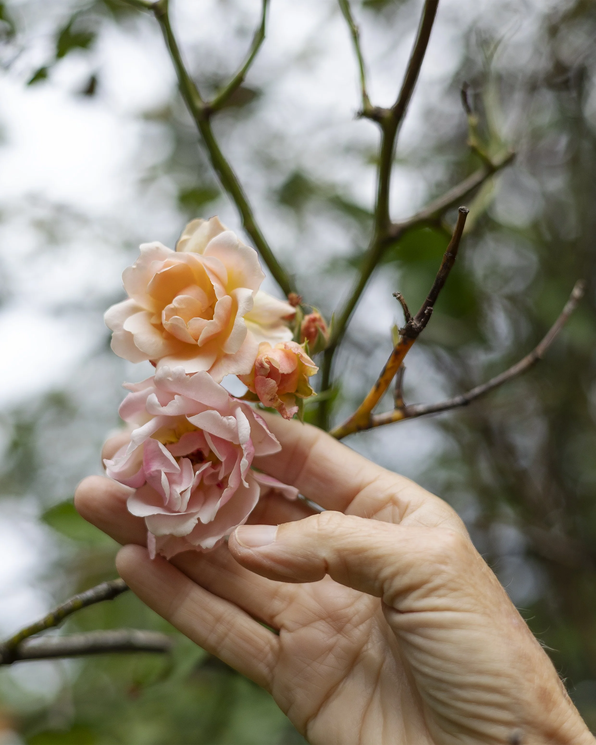 Jacqui Philip.19 Portrait.jpg