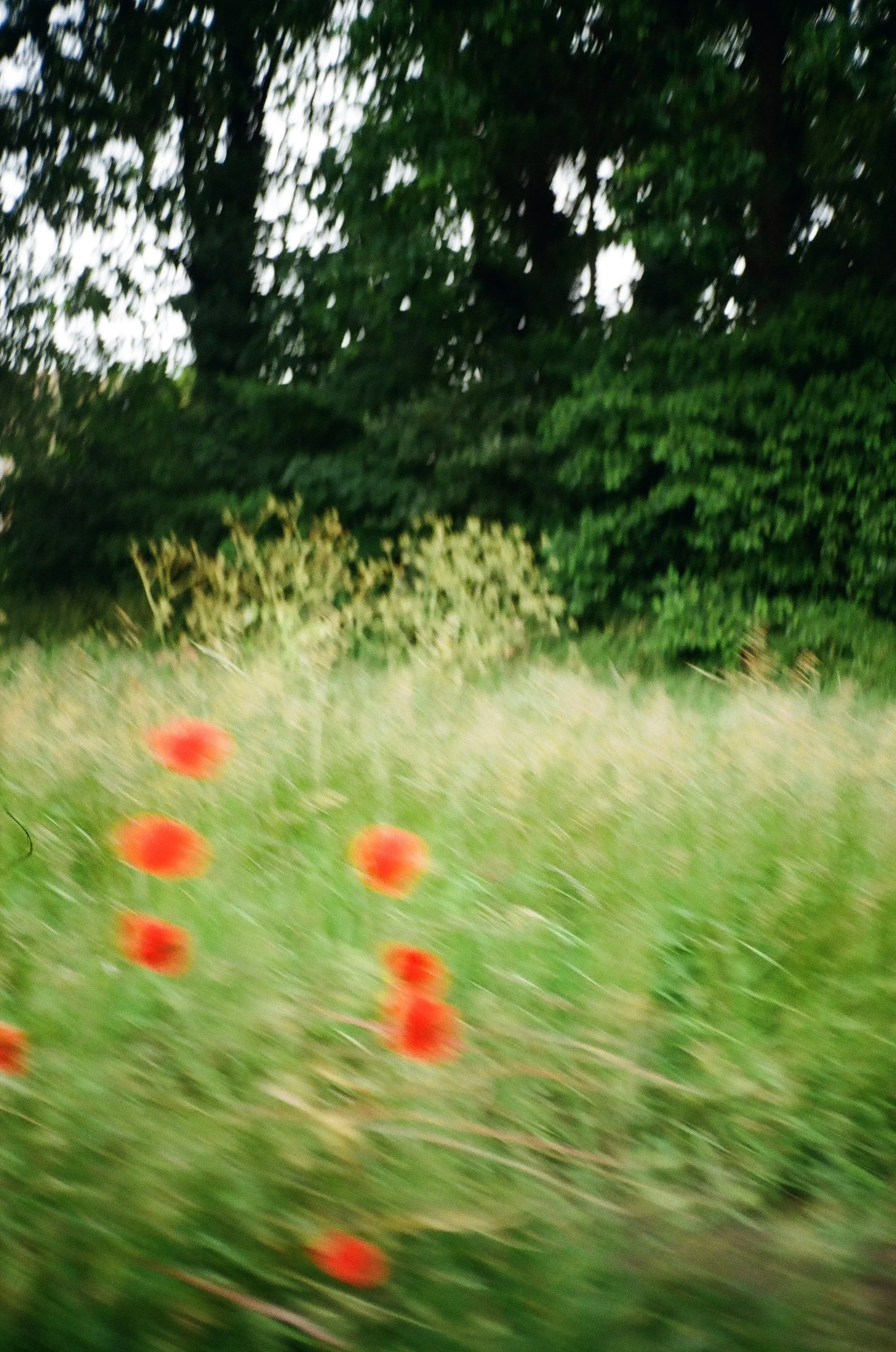 Cover 000144350028_8A.jpg