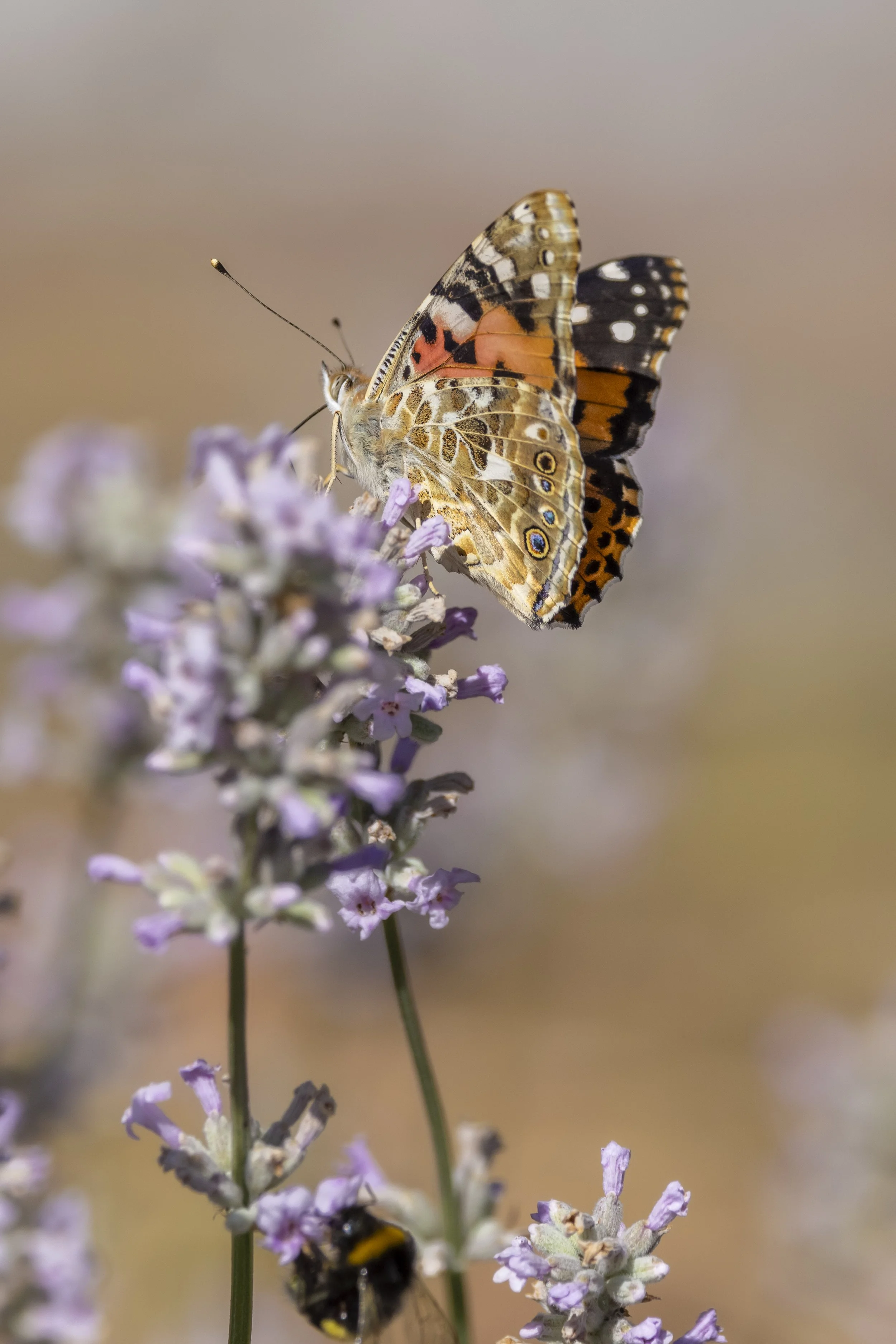 Kelling Heath-51.jpg