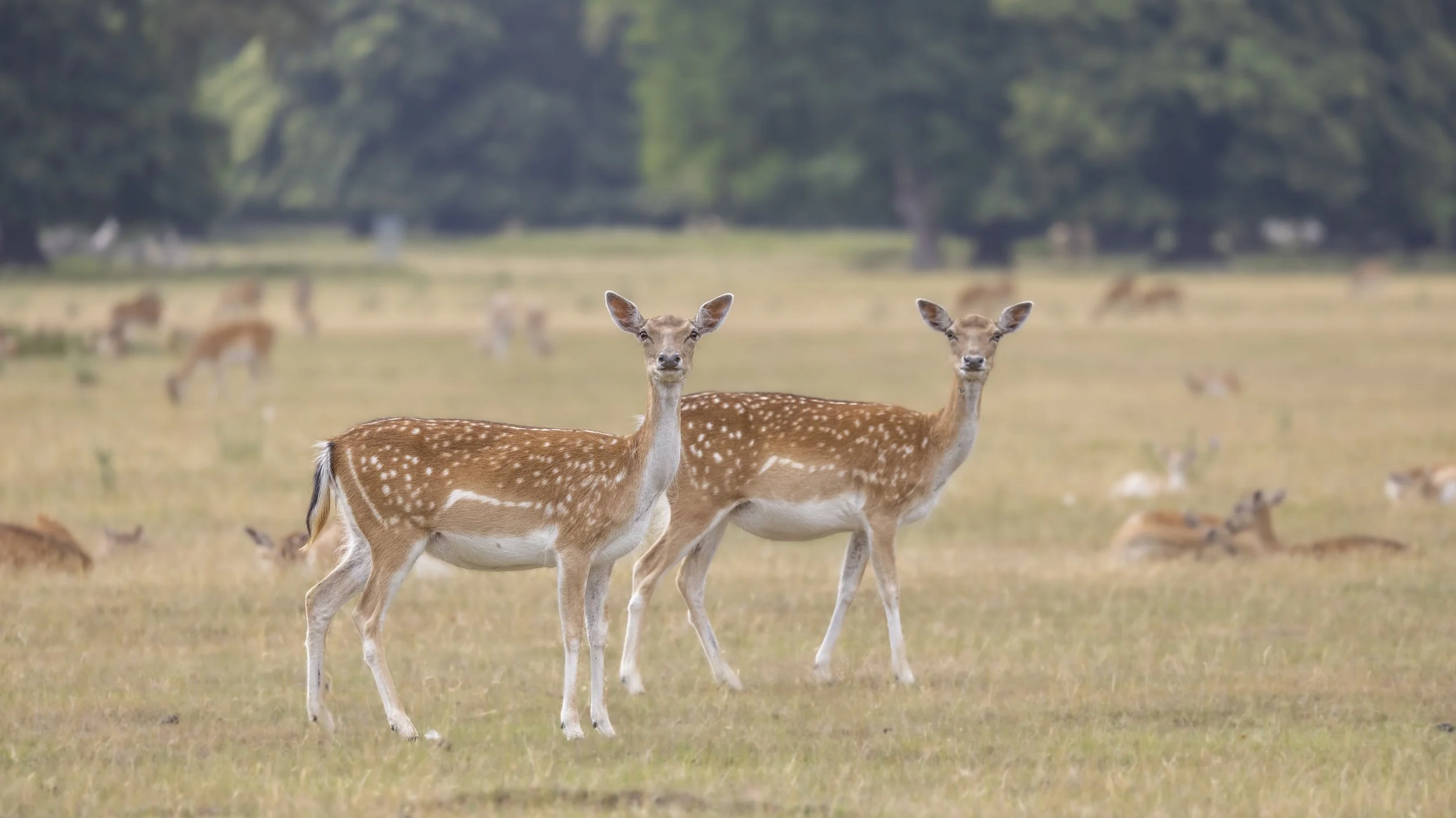 Kelling Heath-41.jpg