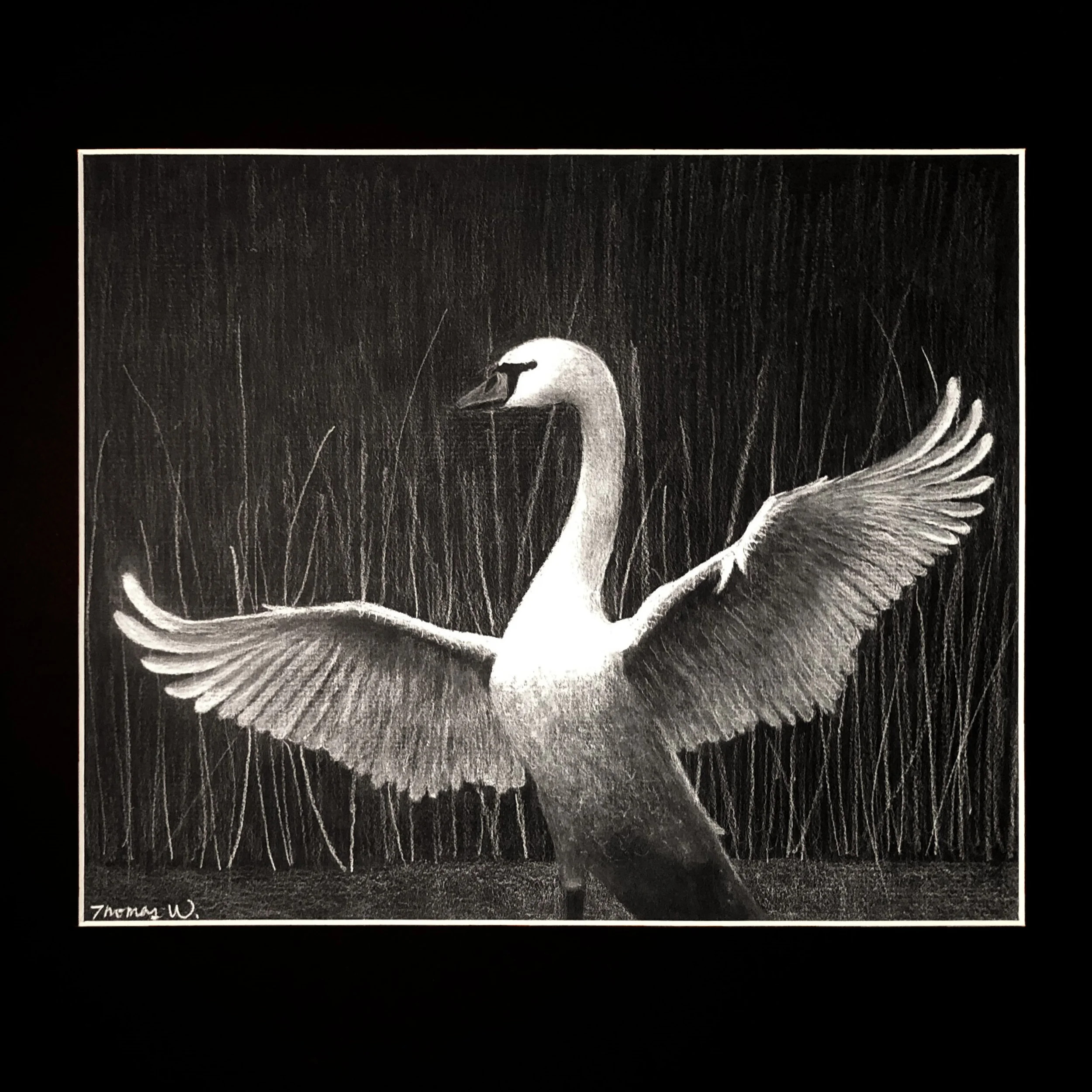 square swan.jpg