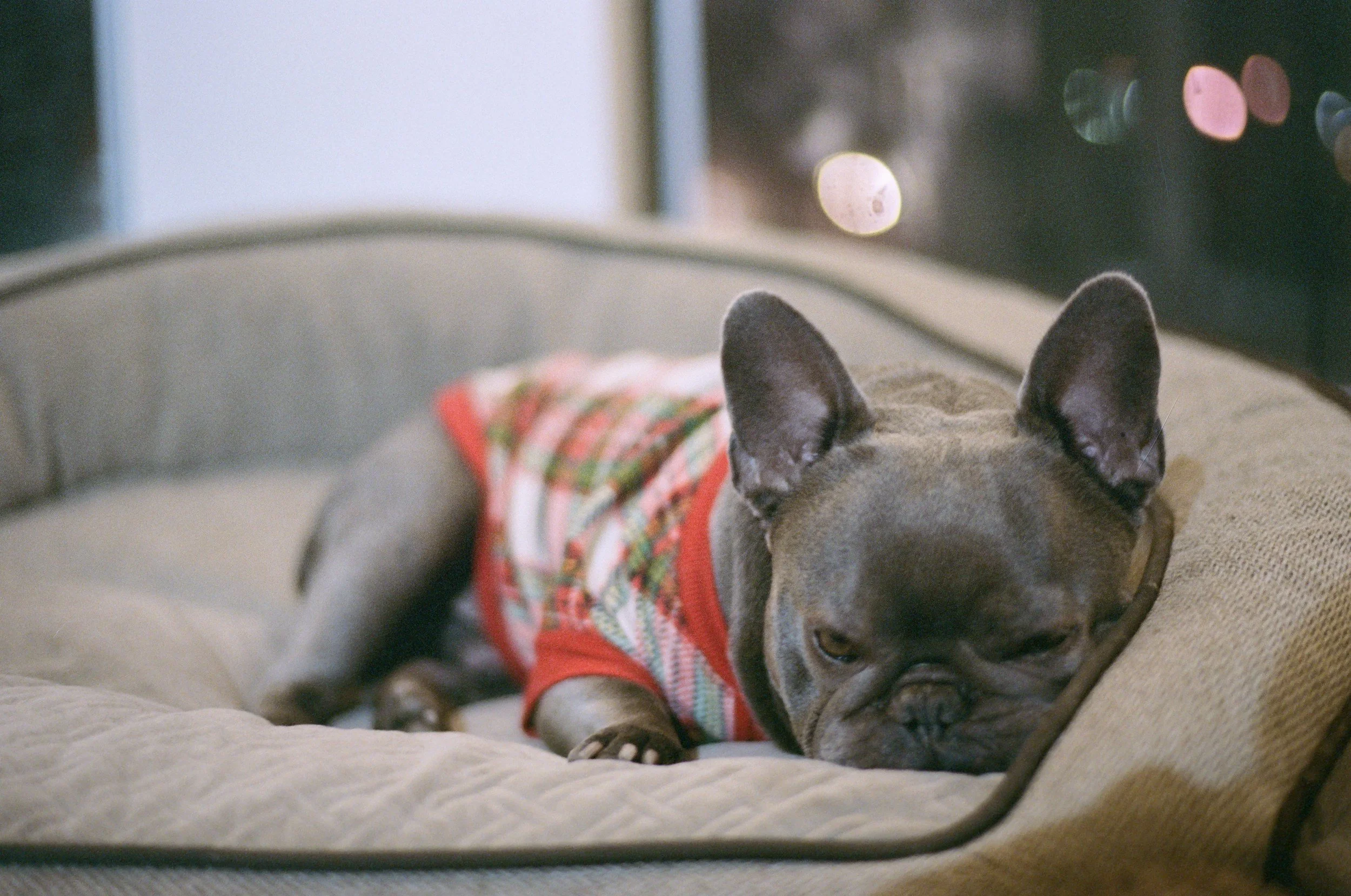 Holiday Stress Is Real: Coping Skills to Keep You Grounded