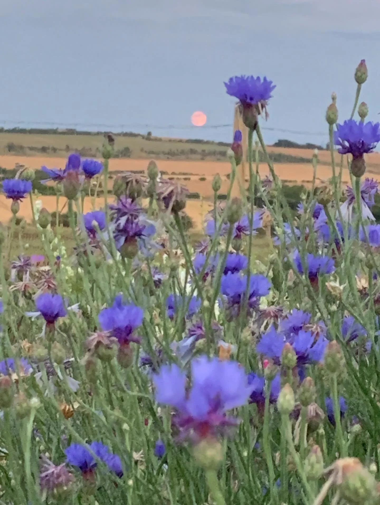 The joys of late night harvesting- a beautiful pink moon and a Fiat bursting with flowers 🌱☺️ 
#flowerfarming 
#summerevening 
#fiat500 
#beautifulmoon🌙