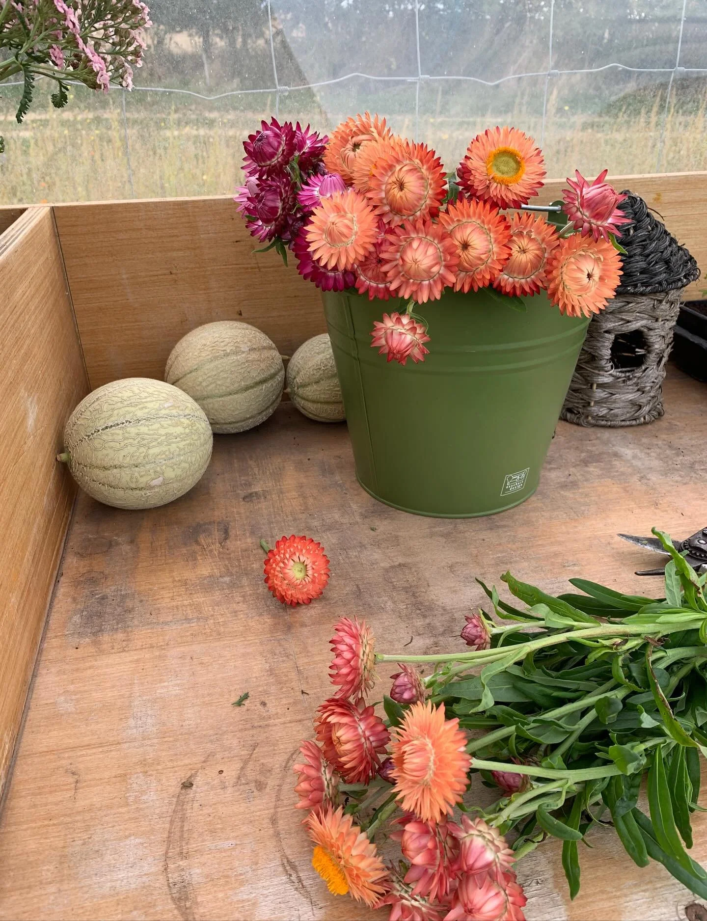 A warm, still afternoon- perfect for cutting flowers for drying. These are heading @magpie_stories 
#driedflowers #flowerfarming