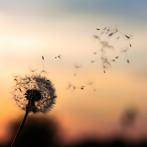 Dandelion releasing seeds into the air at sunset.
