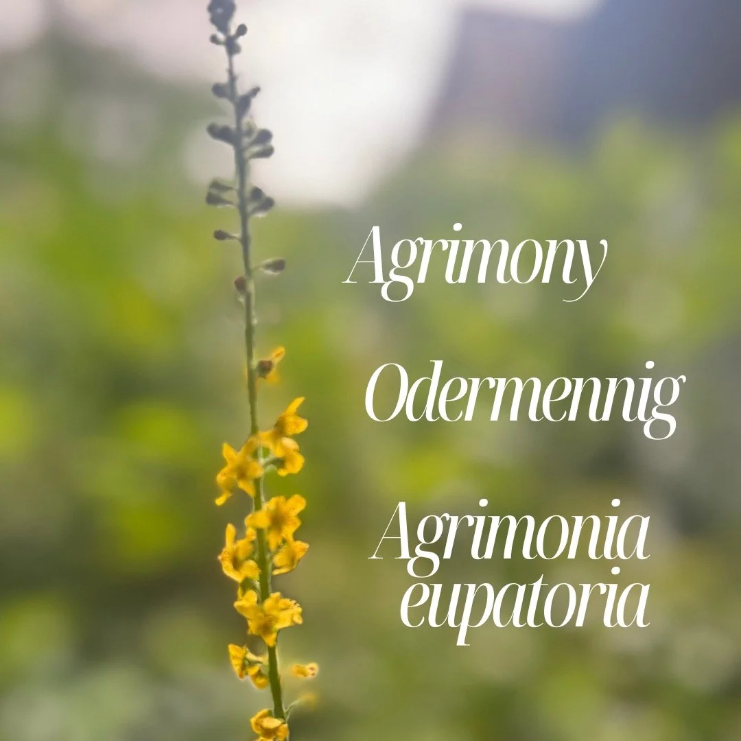 🌿 In the few weeks that I have been in Switzerland, I have come across so many healing herbs that I regularly use in my practice. Growing at the side of the road, in meadows or simply at the bus station.

🌿 This one here - agrimony - came up wild i