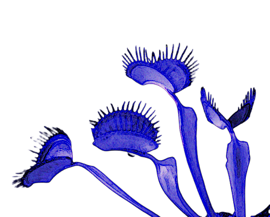 Blue bioluminescent jellyfish against a black background.