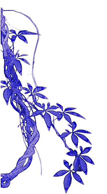 Blue illustration of a vine with leaves and flowers.