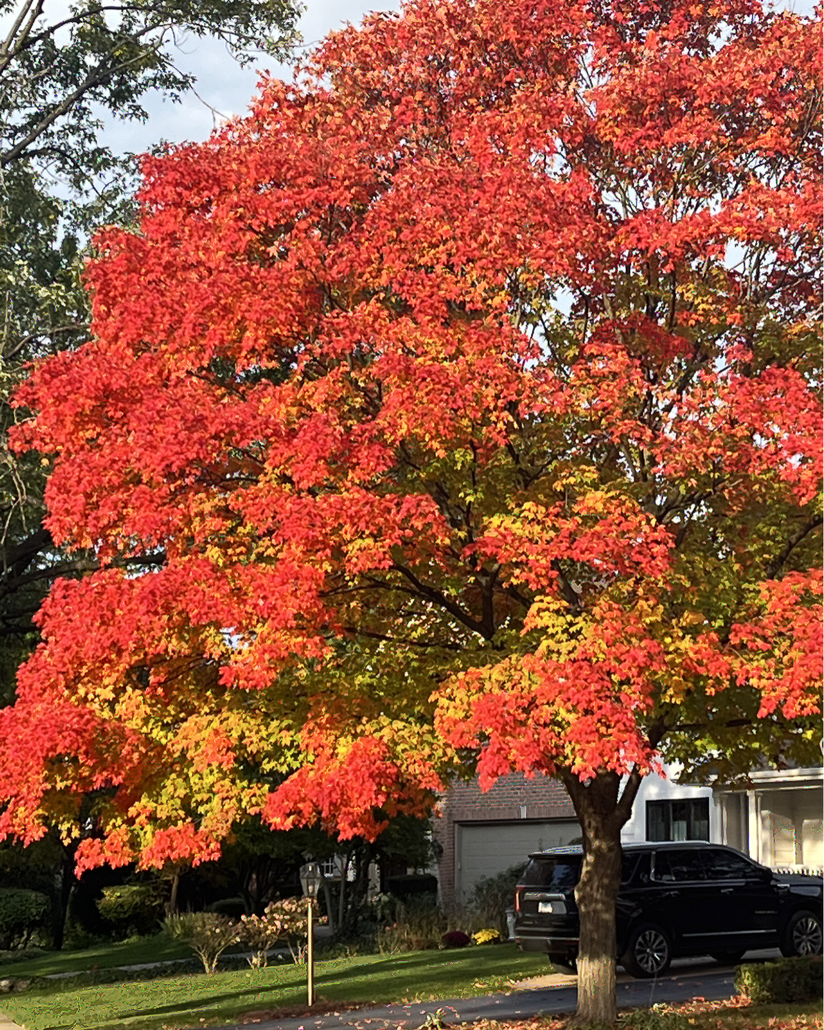 A large tree with vibrant red, orange, and golden autumn leaves along a residential street in October.