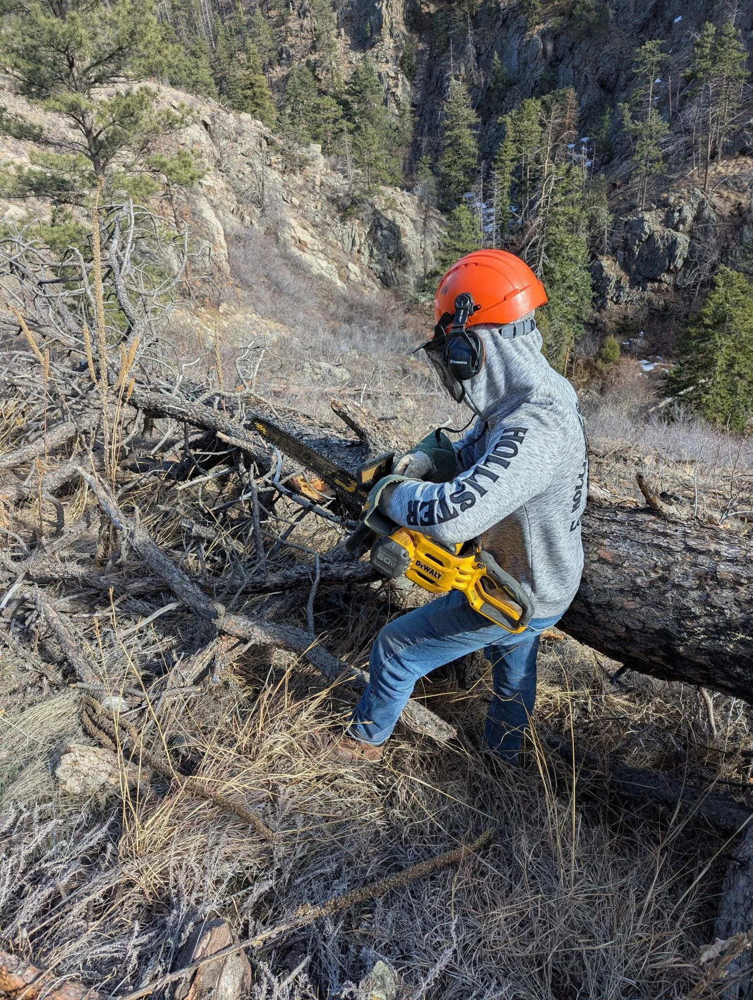 tree-limbing - Rachel Fish.jpeg