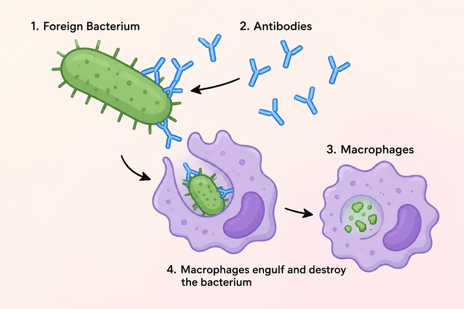 simple cartoon image of a bacterium, antibodies, and macrophages