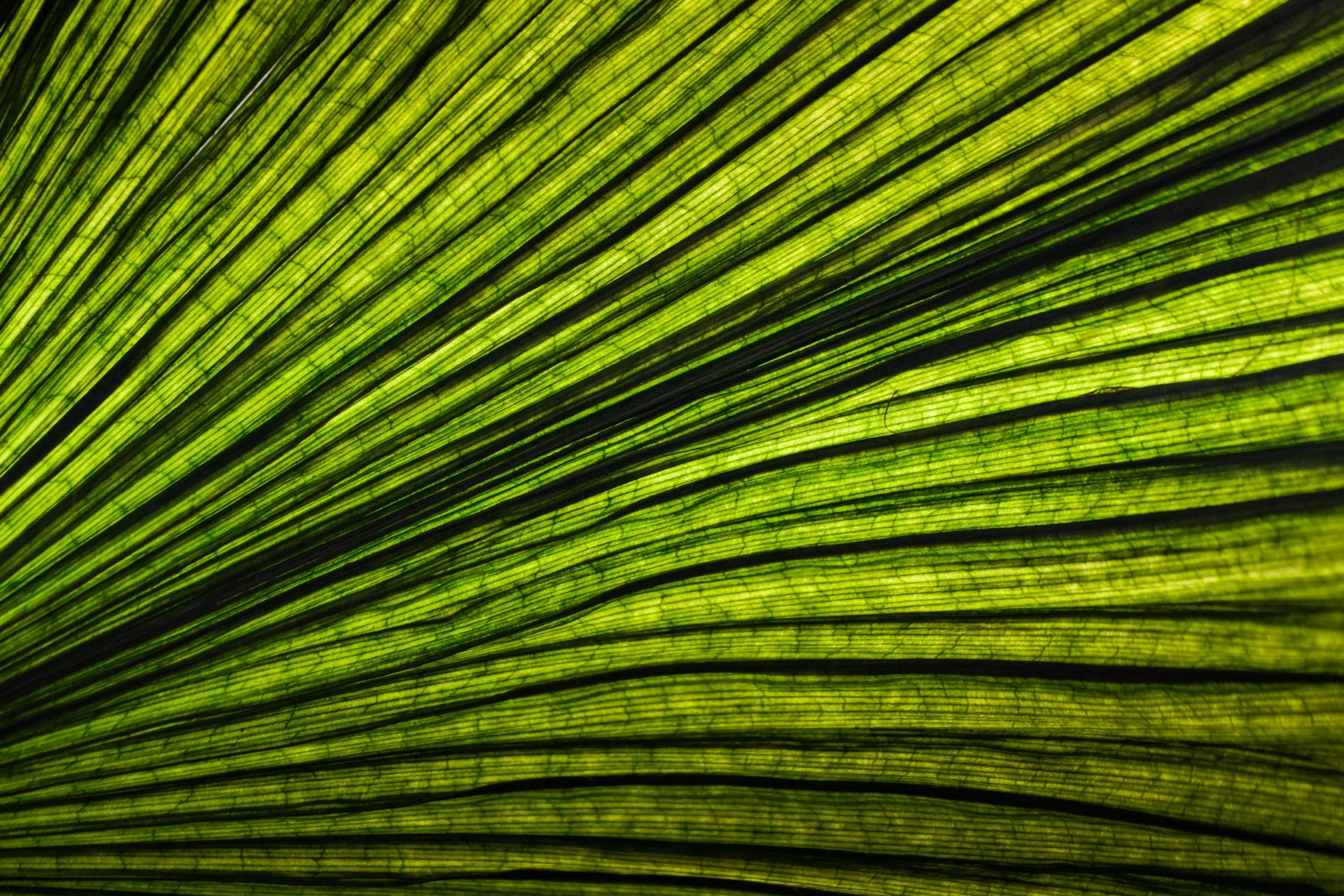 Plants and Bugs