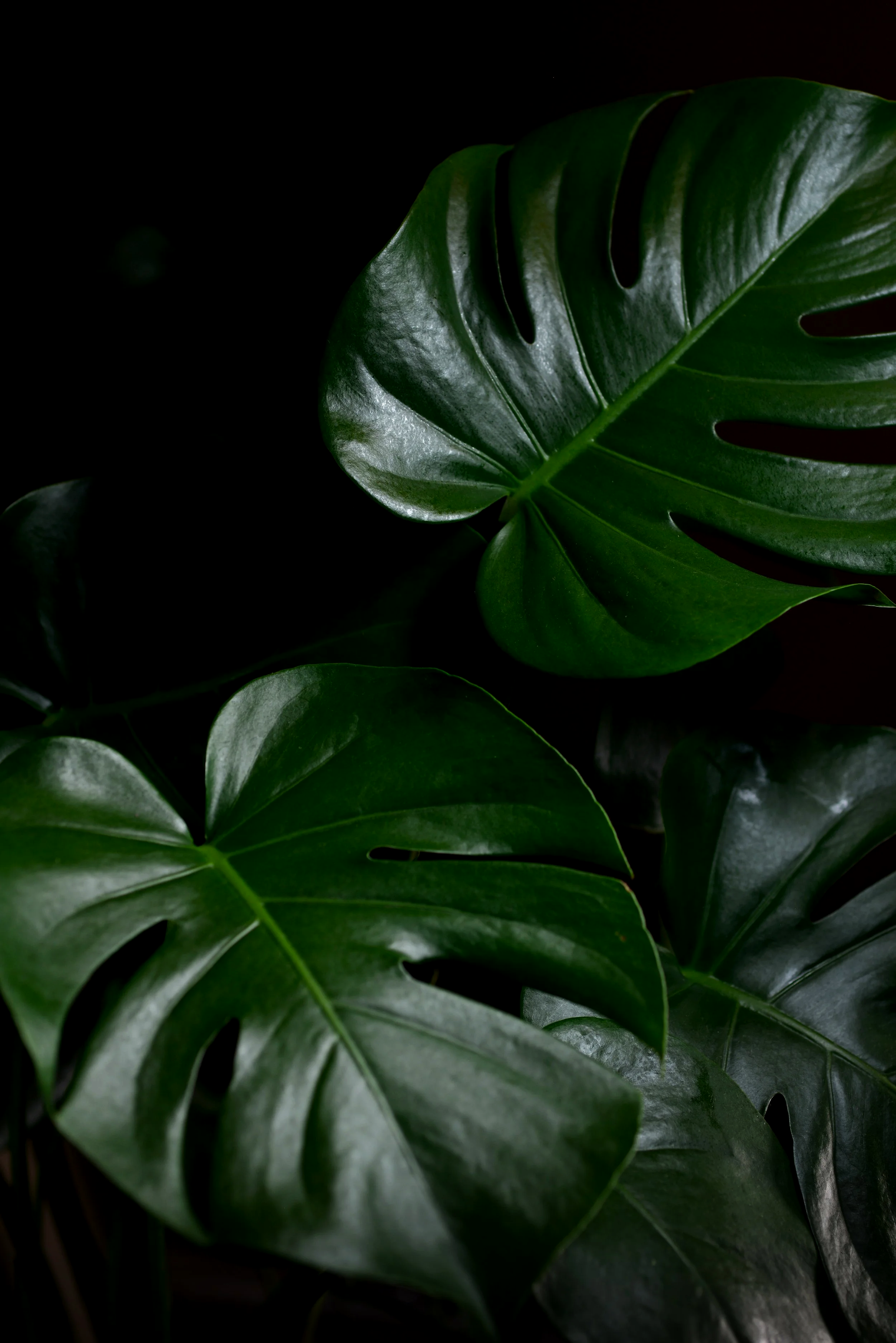 DSC_2112.png