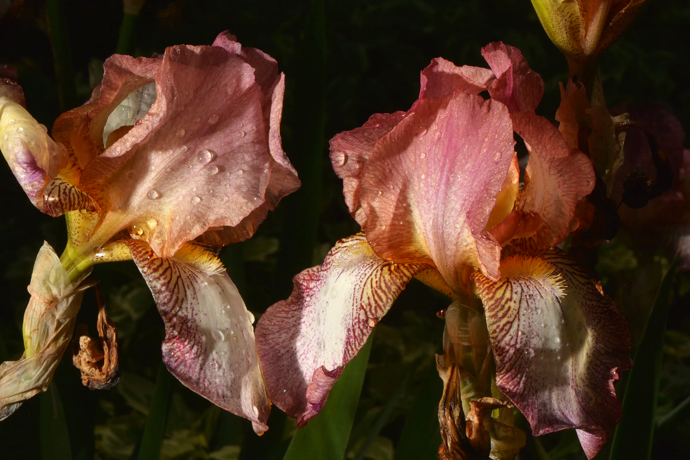 DSC_8245.png