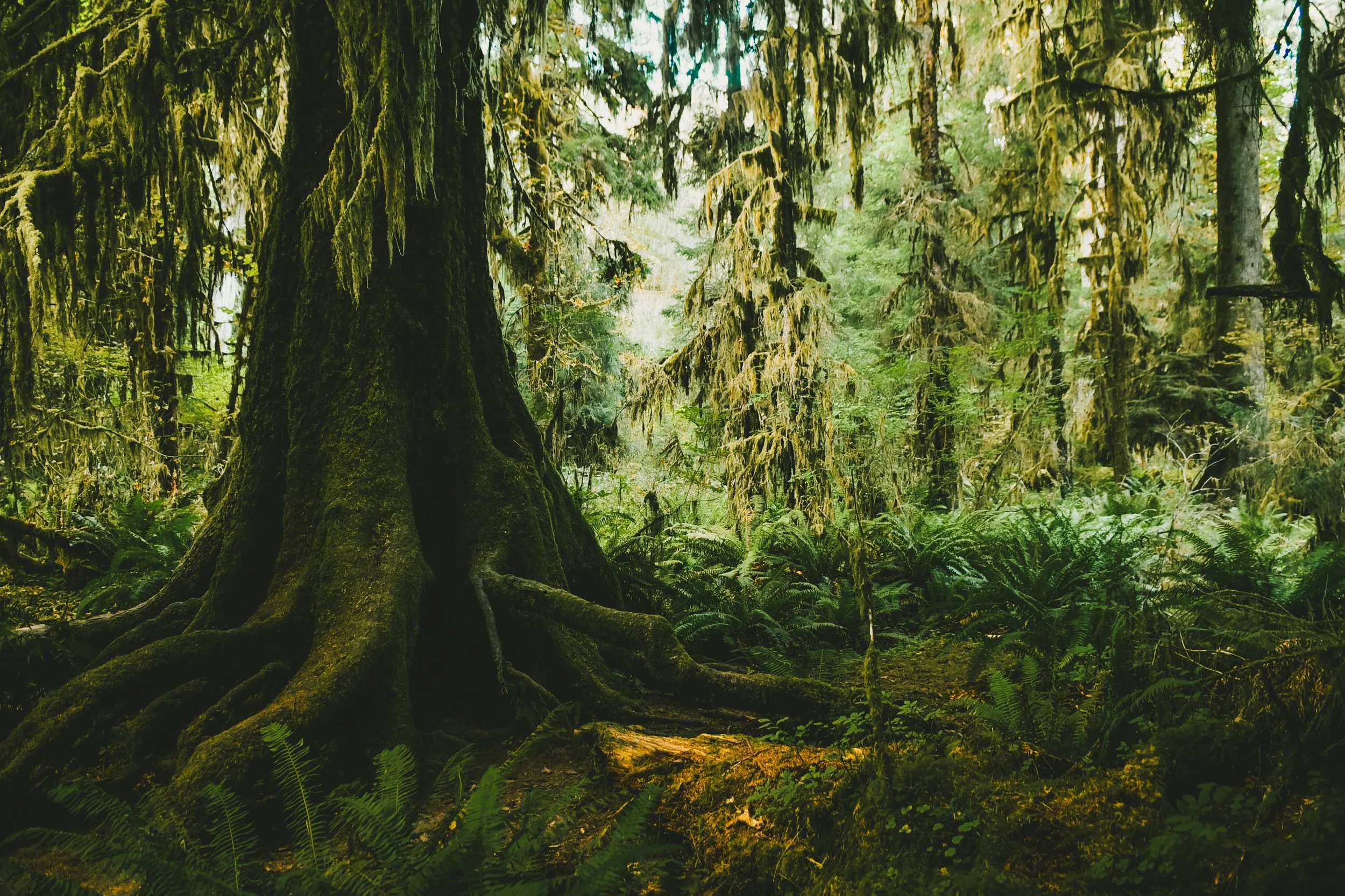 Olympic National Park