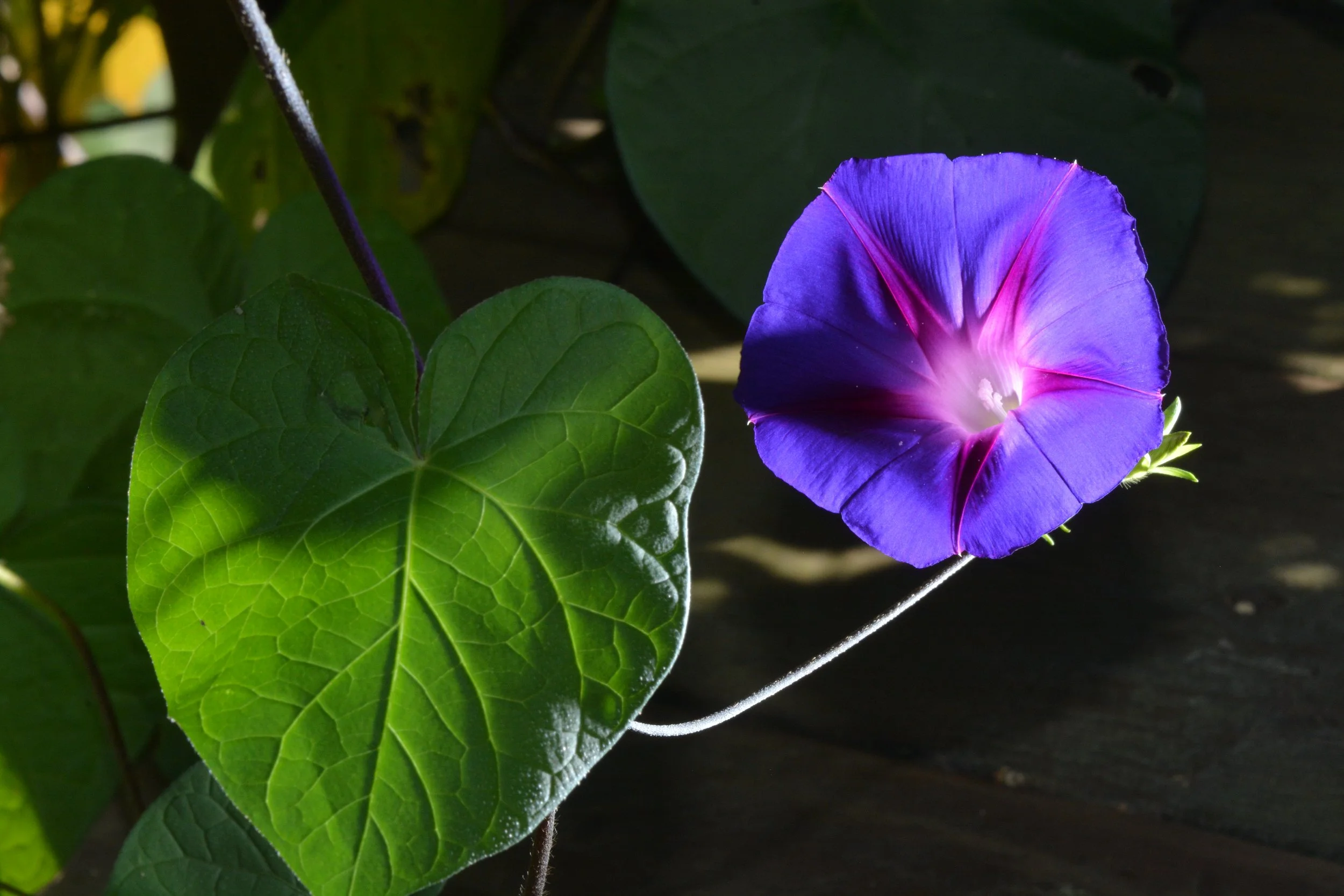 DSC_6881.JPG