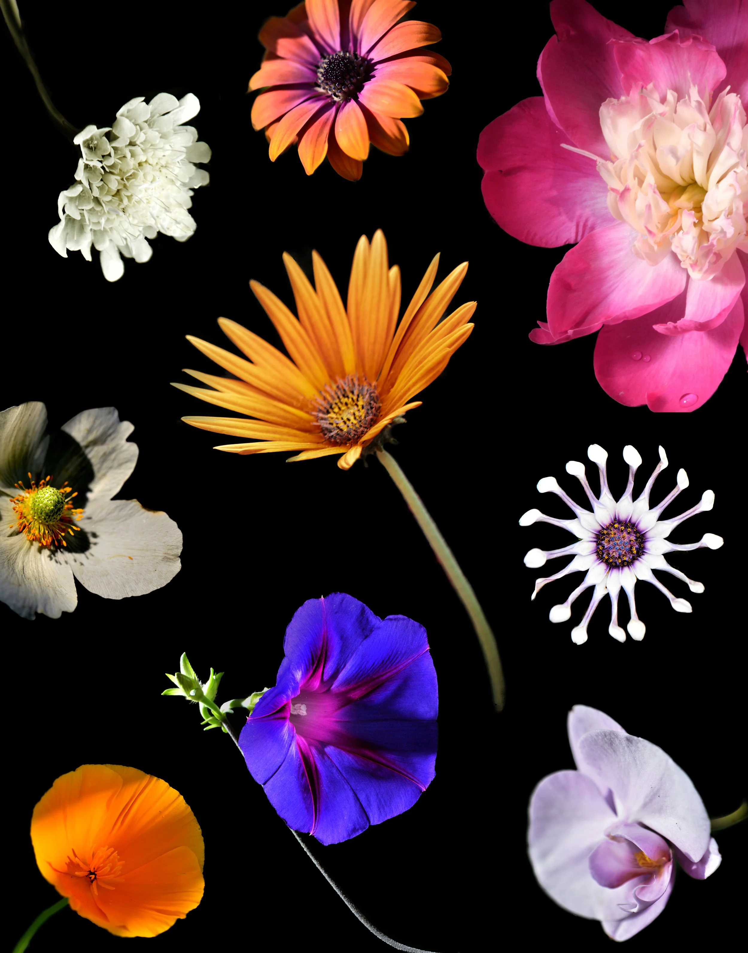 mom flowerpic1.jpg