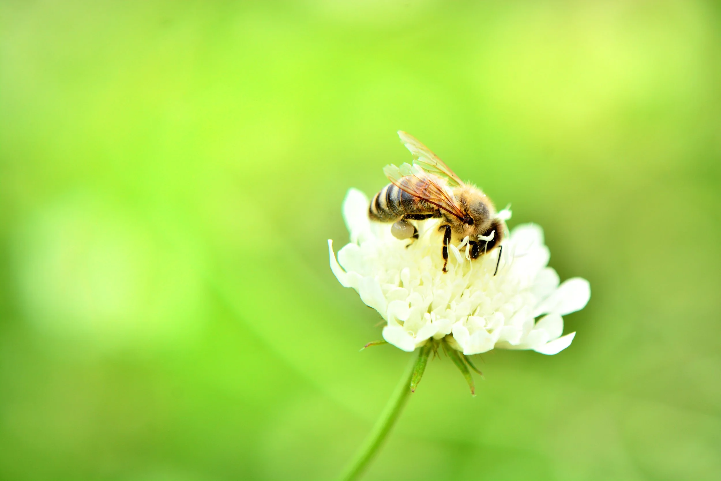 DSC_4958.JPG