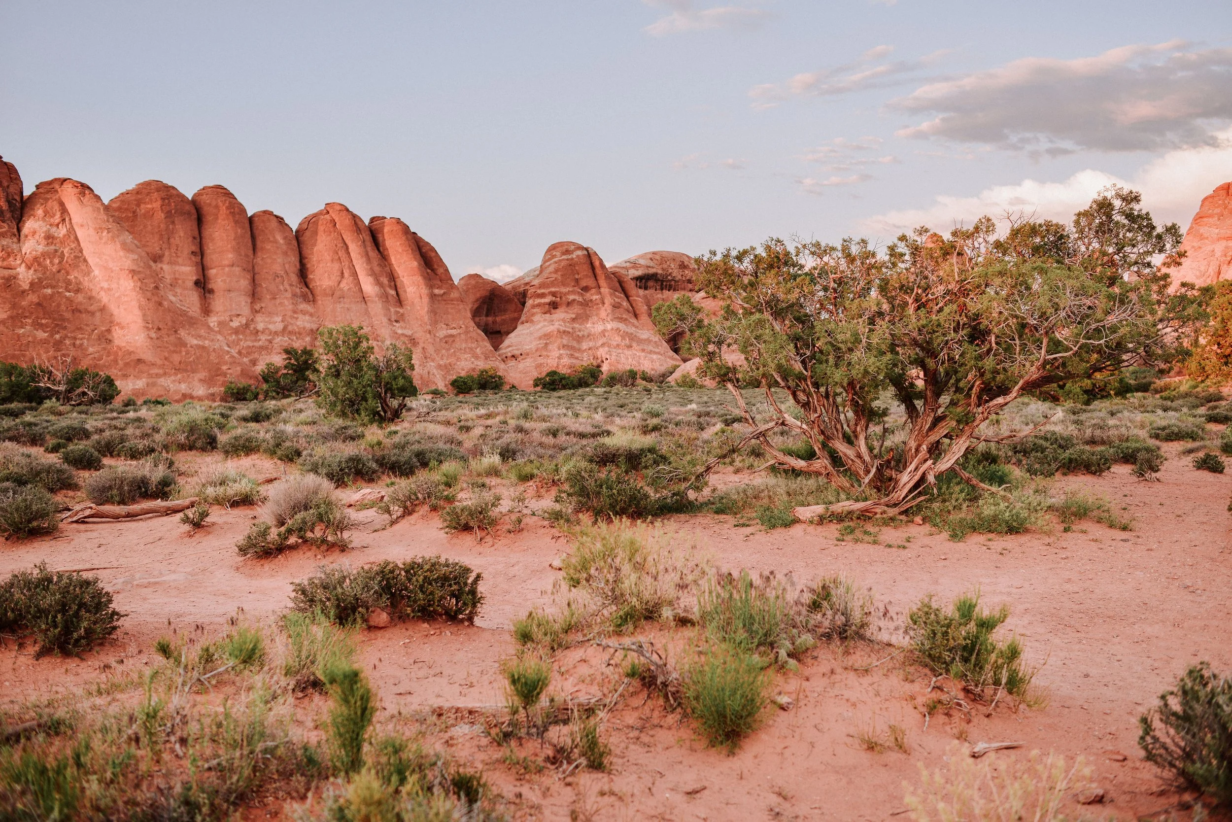 DSC_2020-2.jpg