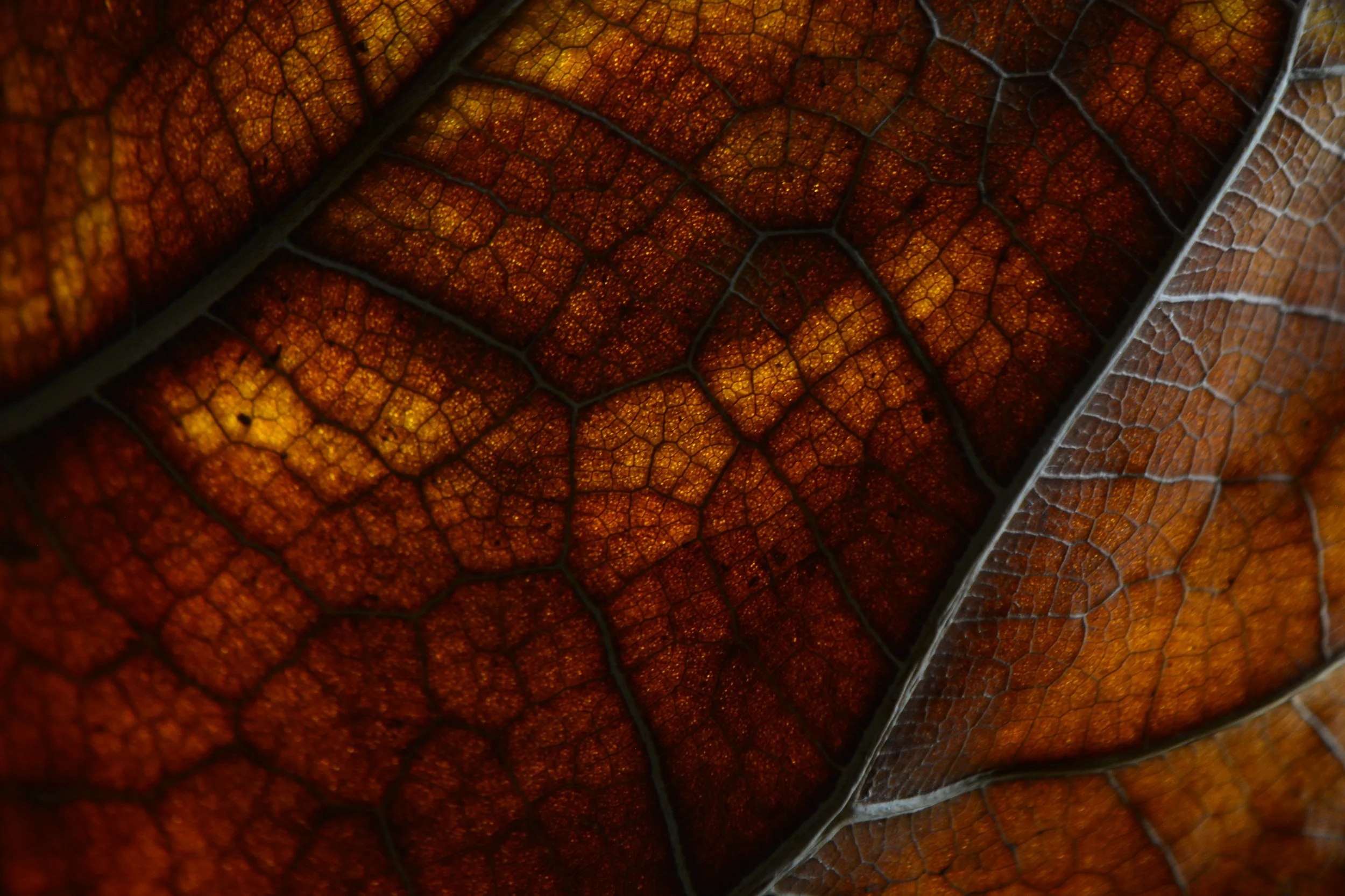 DSC_1450.JPG