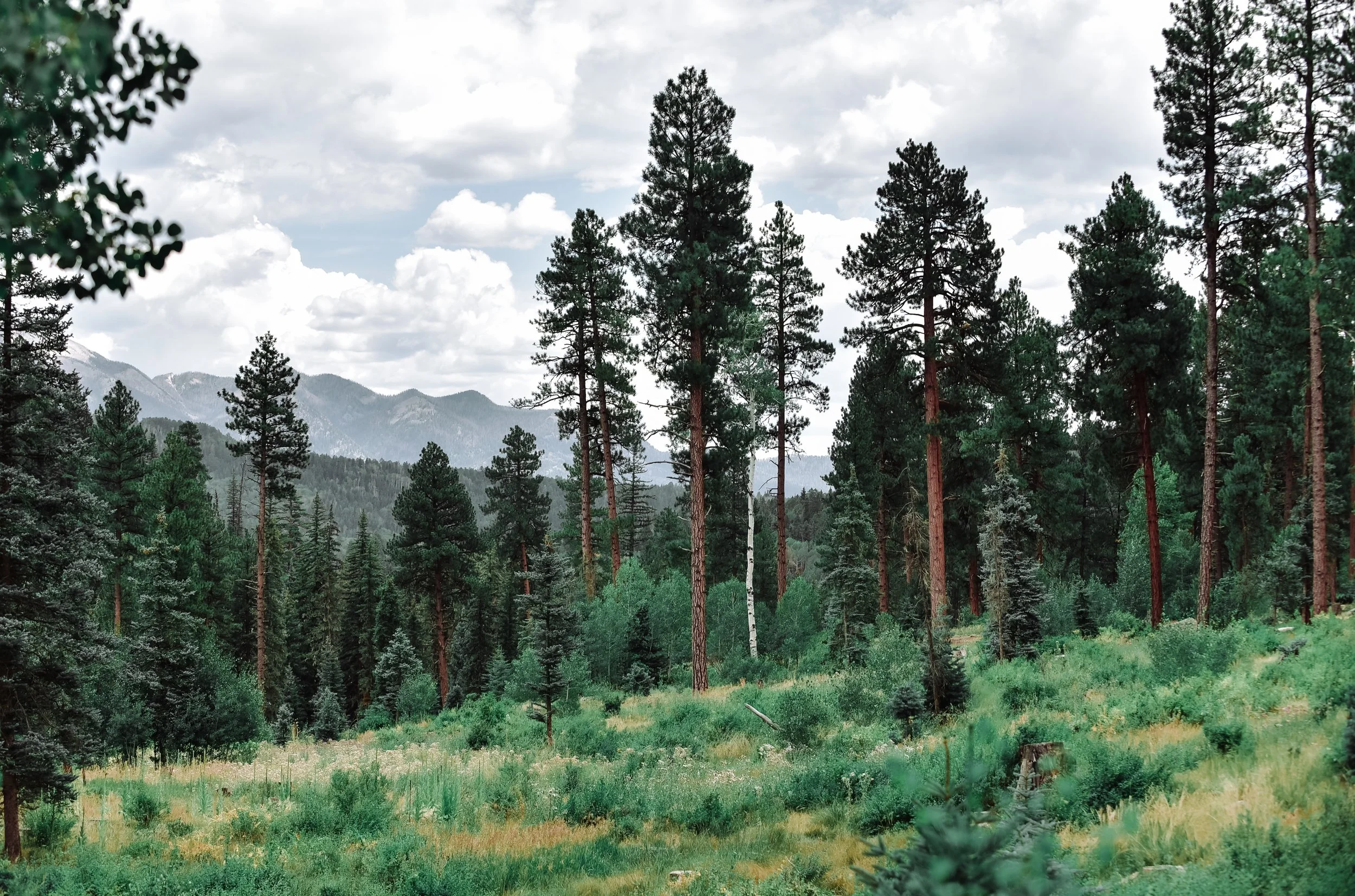 DSC_3729.jpg
