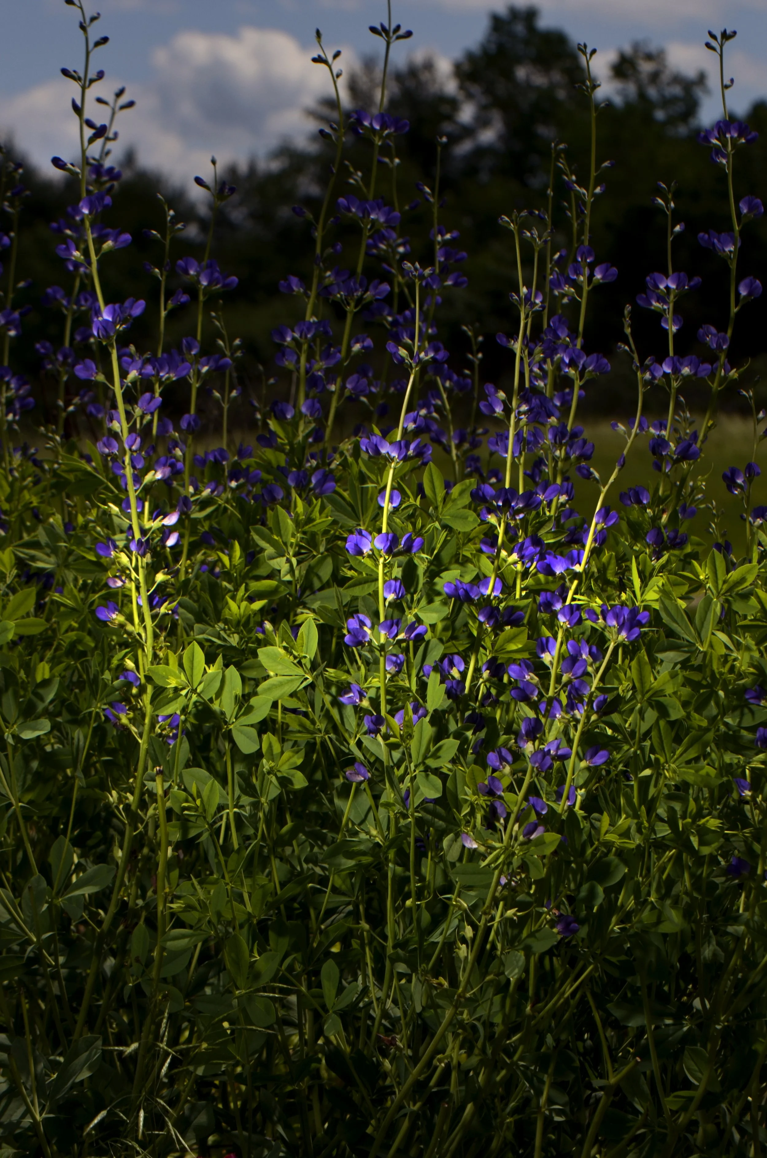 _DSC8010.JPG