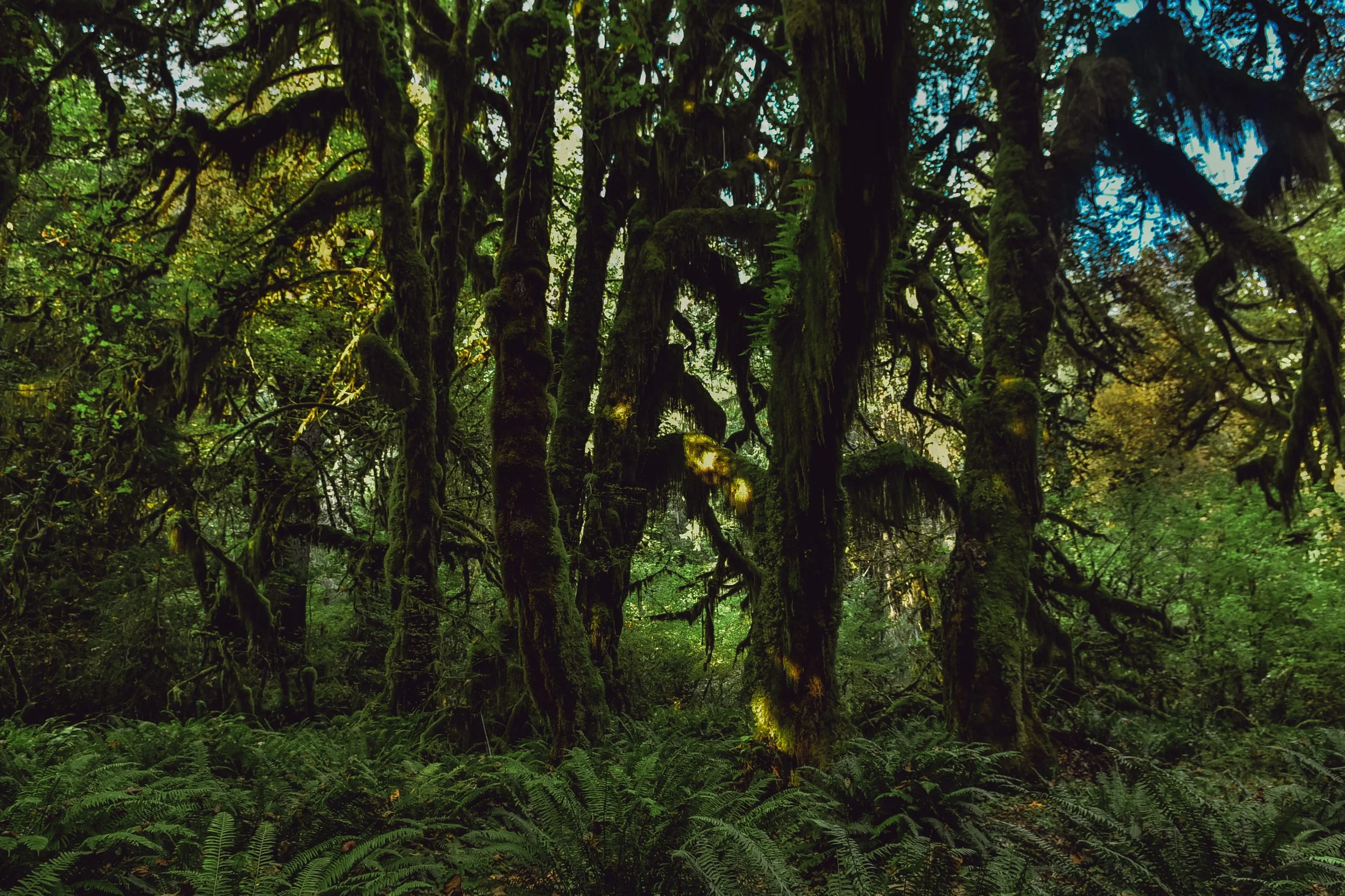 _DSC7105.jpg