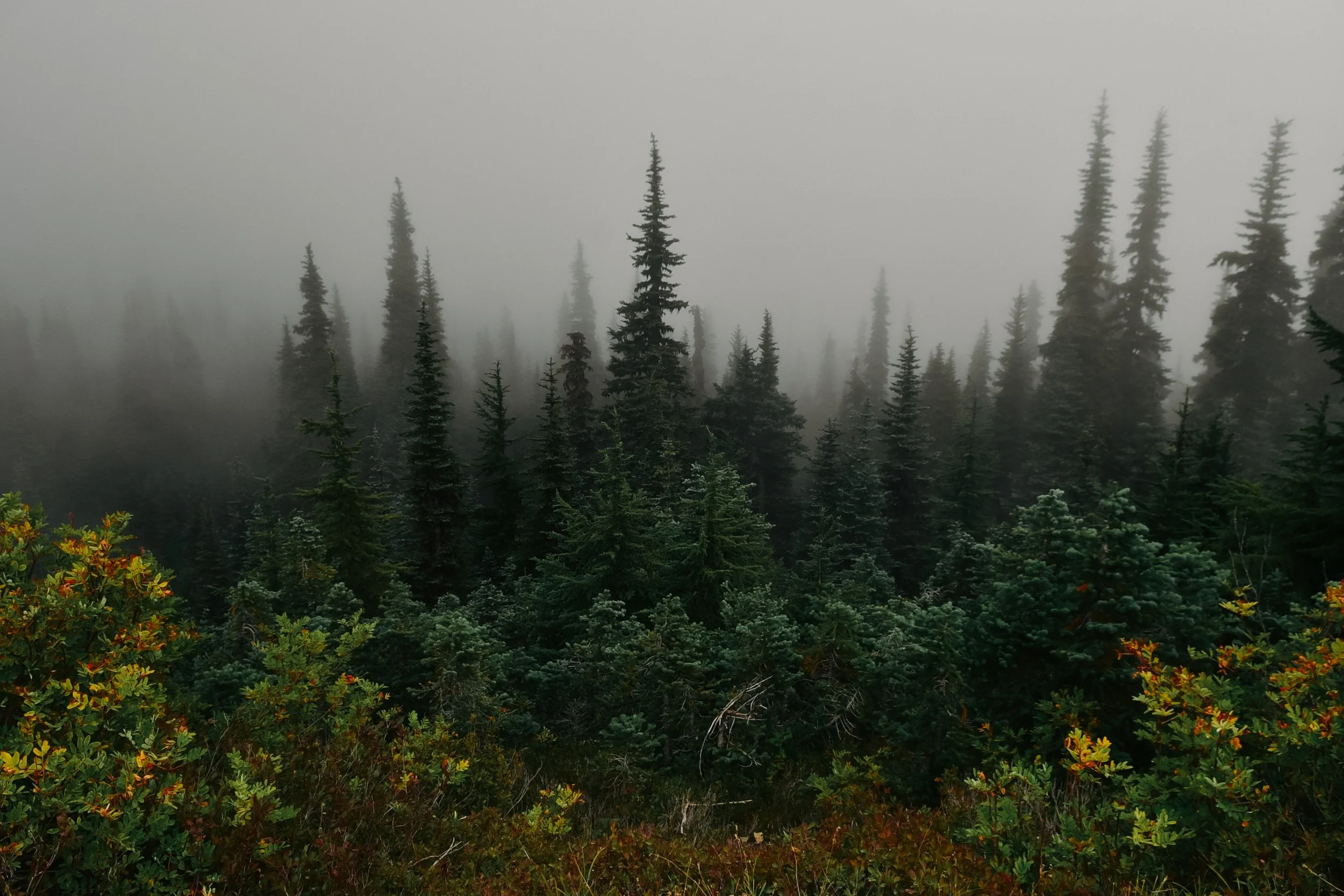 DSC_6534.jpg