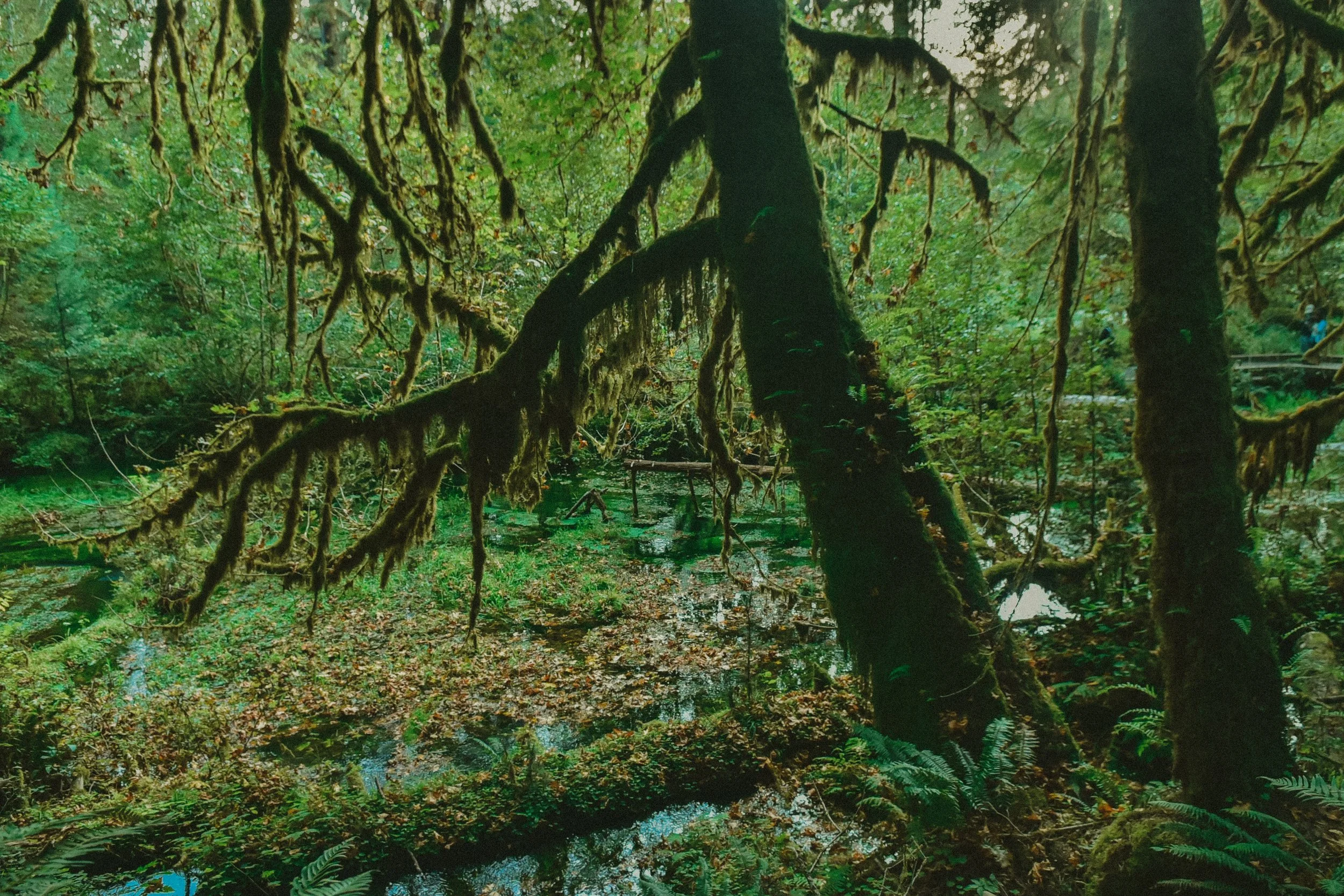 _DSC7246.jpg