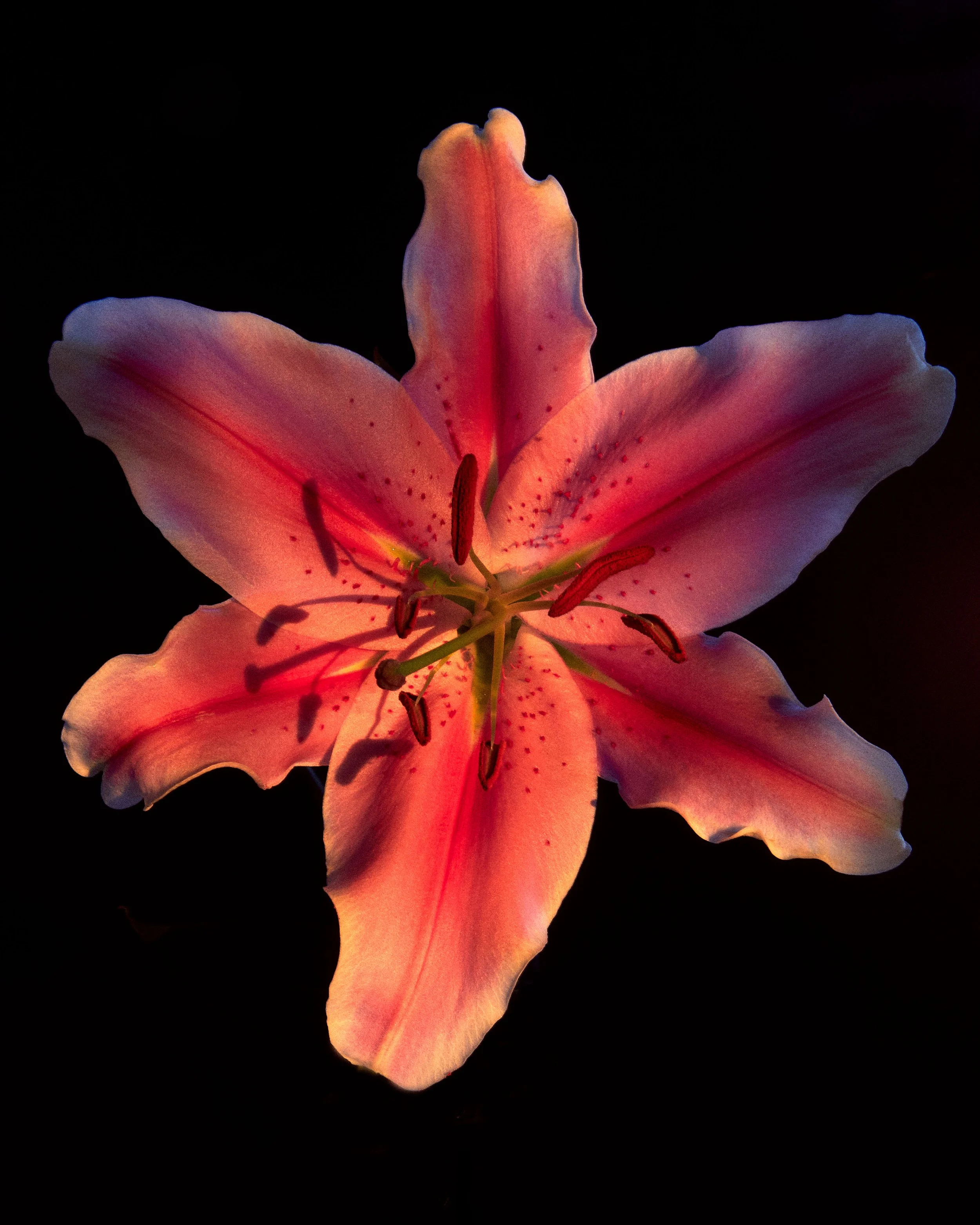 Flowers_45599.jpg